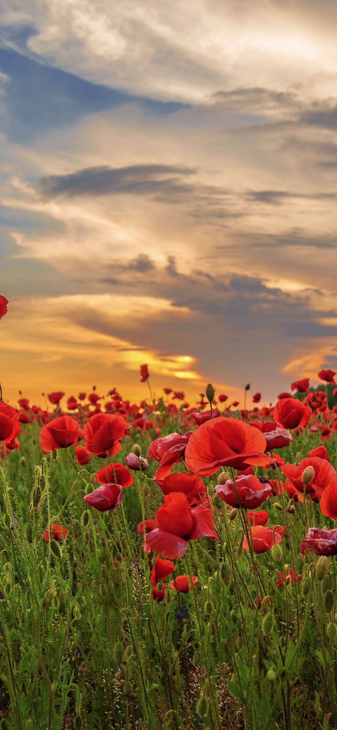 1130x2440 Download  wallpaper sunset, poppy, field, flowers, red, Phone