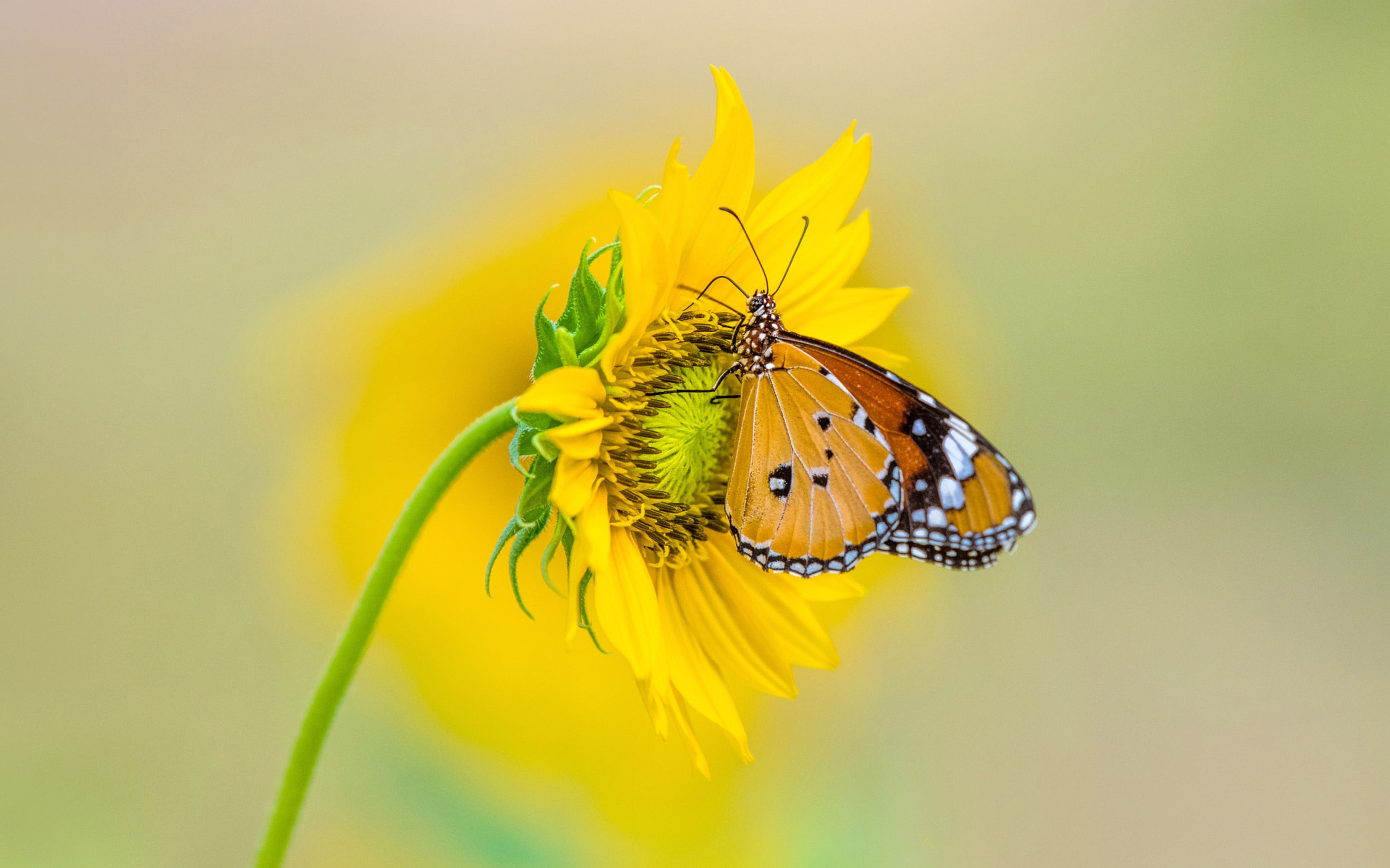 3840x2400 Ultra HD Butterfly Wallpaper For Laptop, Desktop