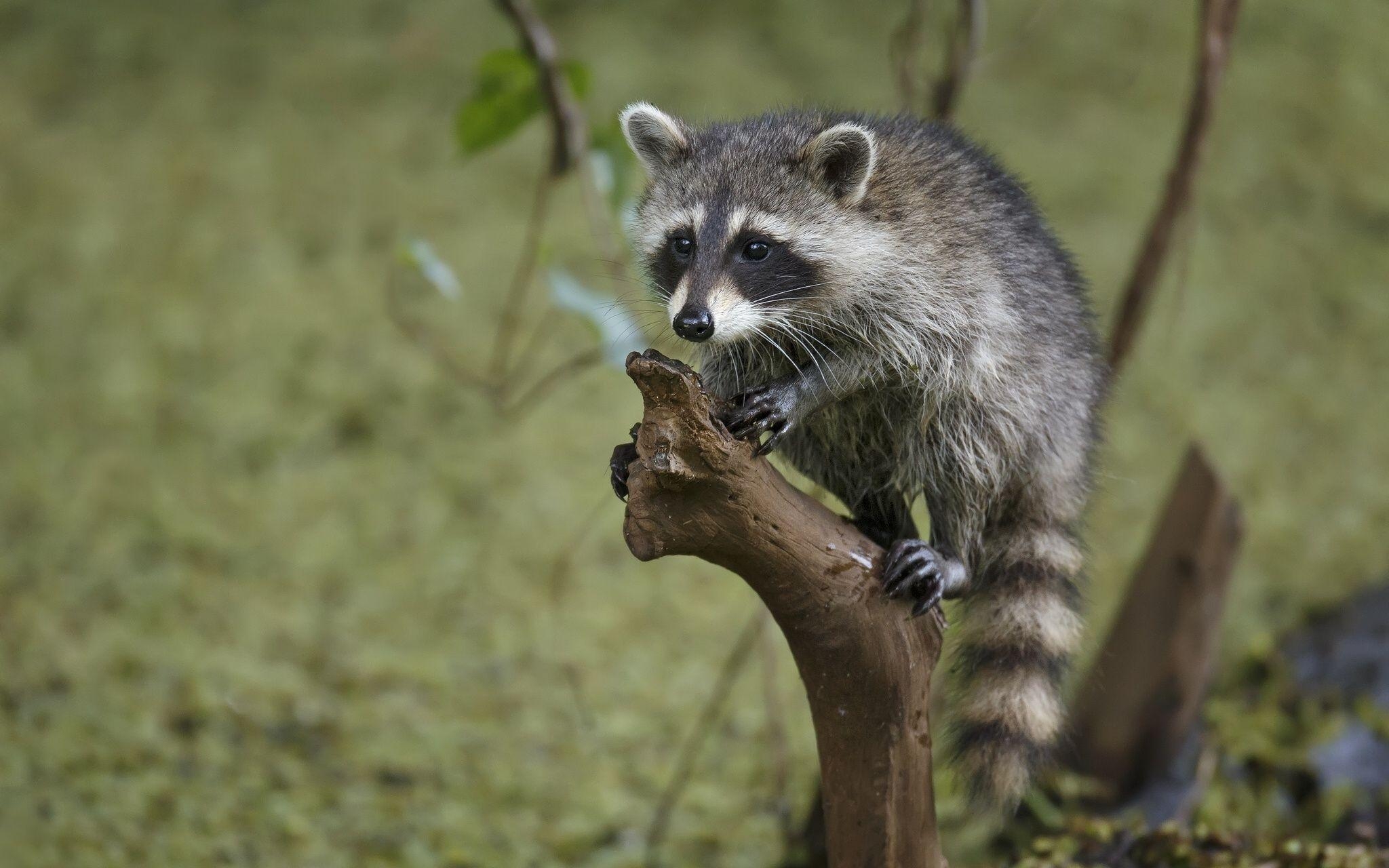 2050x1280 Raccoon Wallpaper and Background Image, Desktop