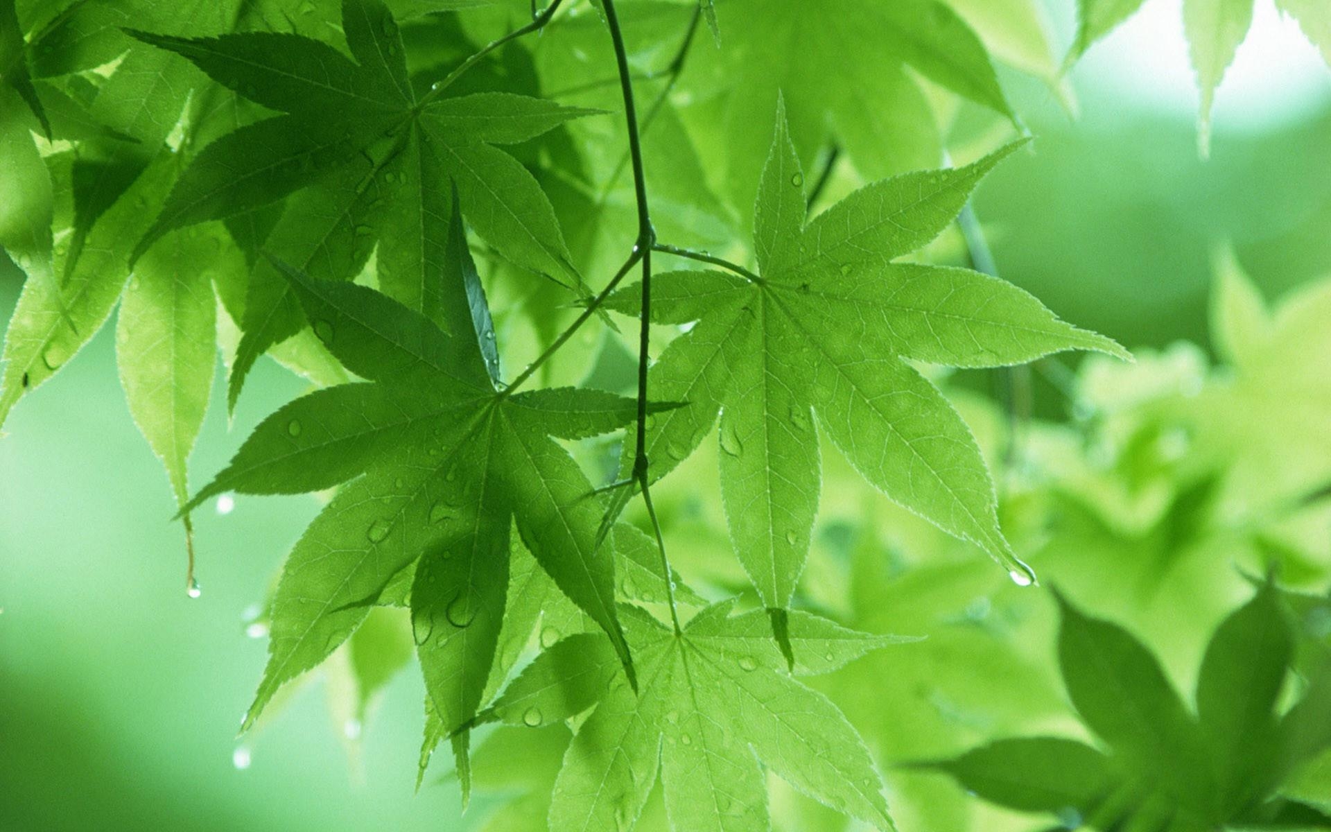 1920x1200 Green Leaves Wallpaper, Desktop