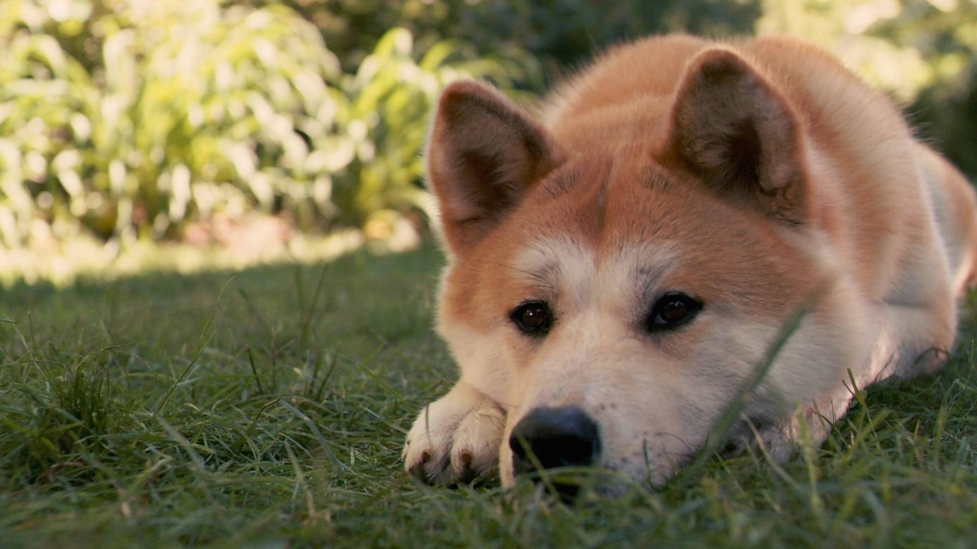 1920x1080 shiba inu, Desktop