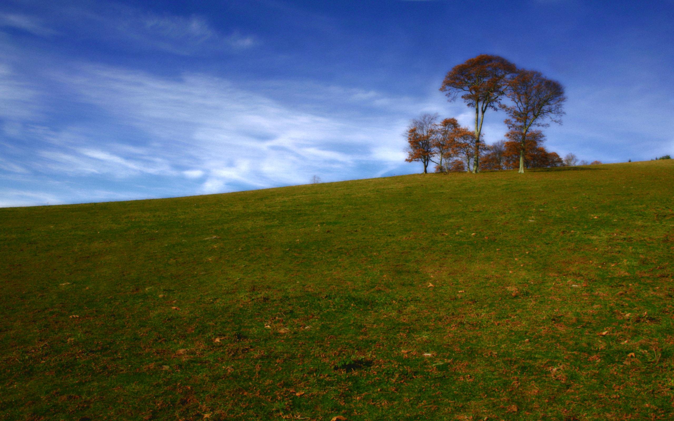 2560x1600 Tree On Hill Wallpaper Photo Wallpaper, Desktop