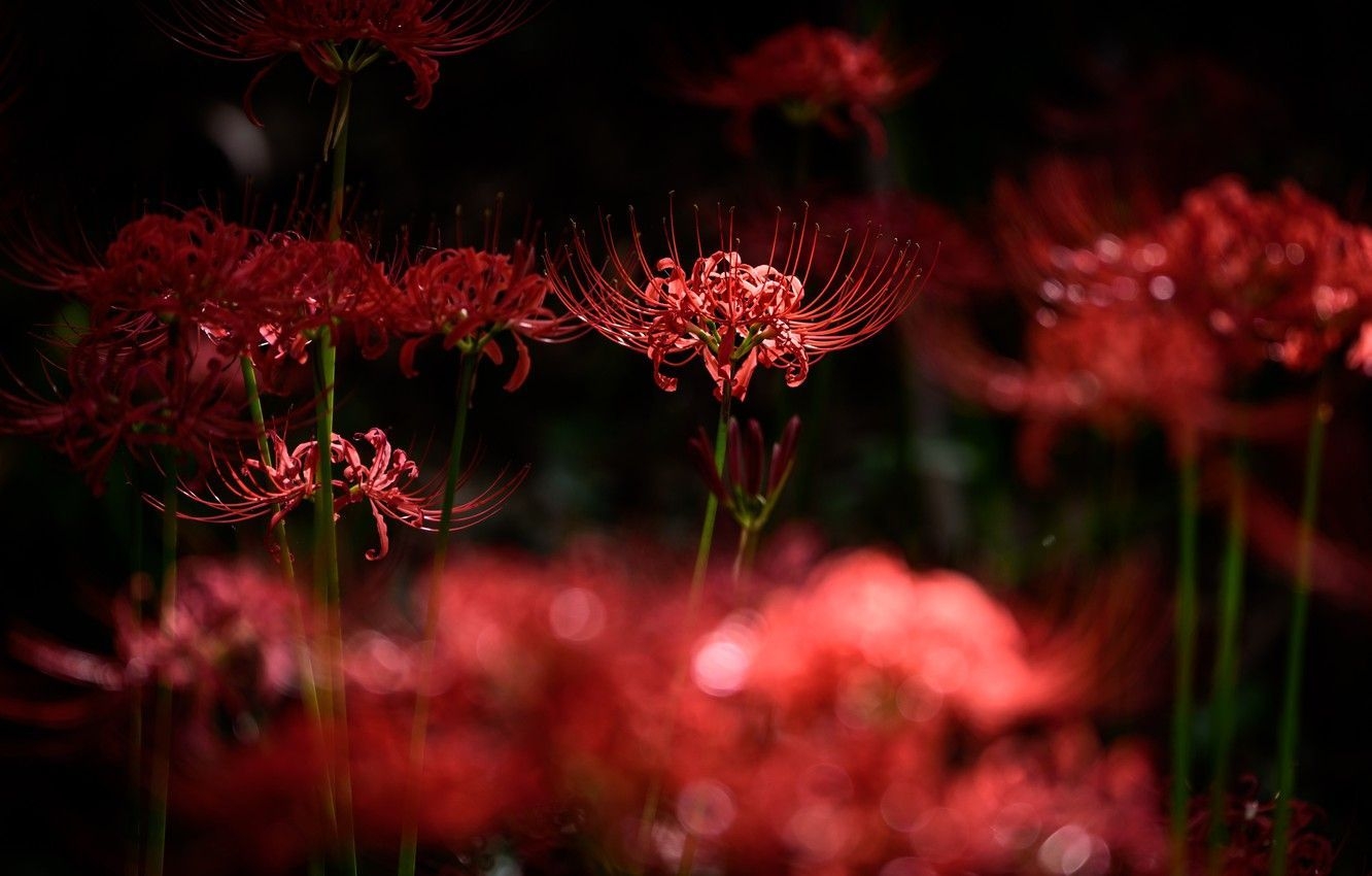 1340x850 Red Spider Lily Wallpaper Free Red Spider Lily Background, Desktop