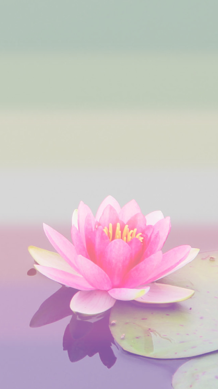 720x1280 Lotus Phone Wallpaper Free Lotus Phone Background, Phone