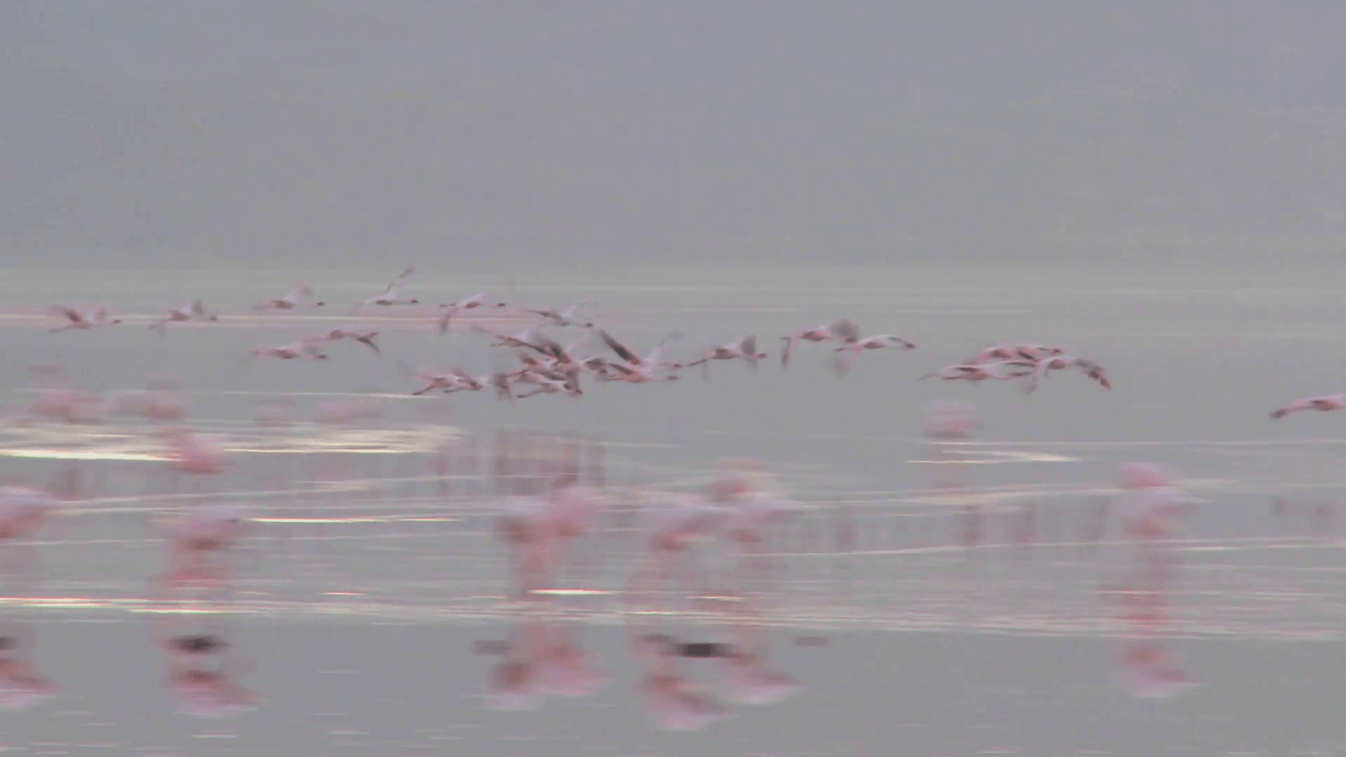 1920x1080 Flamingos flying across Lake Nakuru, Kenya. Stock Video Footage, Desktop