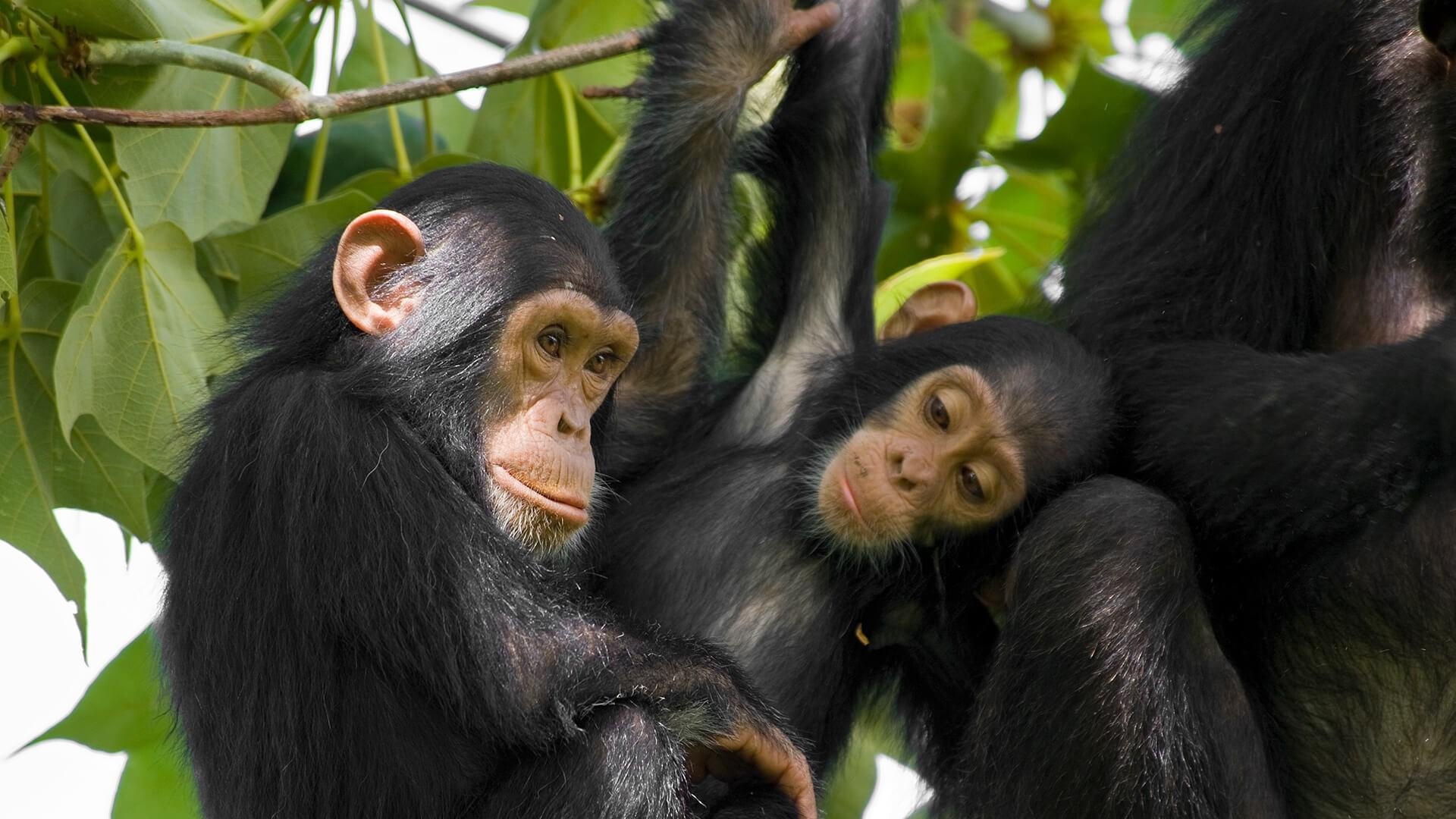 1920x1080 free screensaver wallpaper for chimpanzee, Desktop