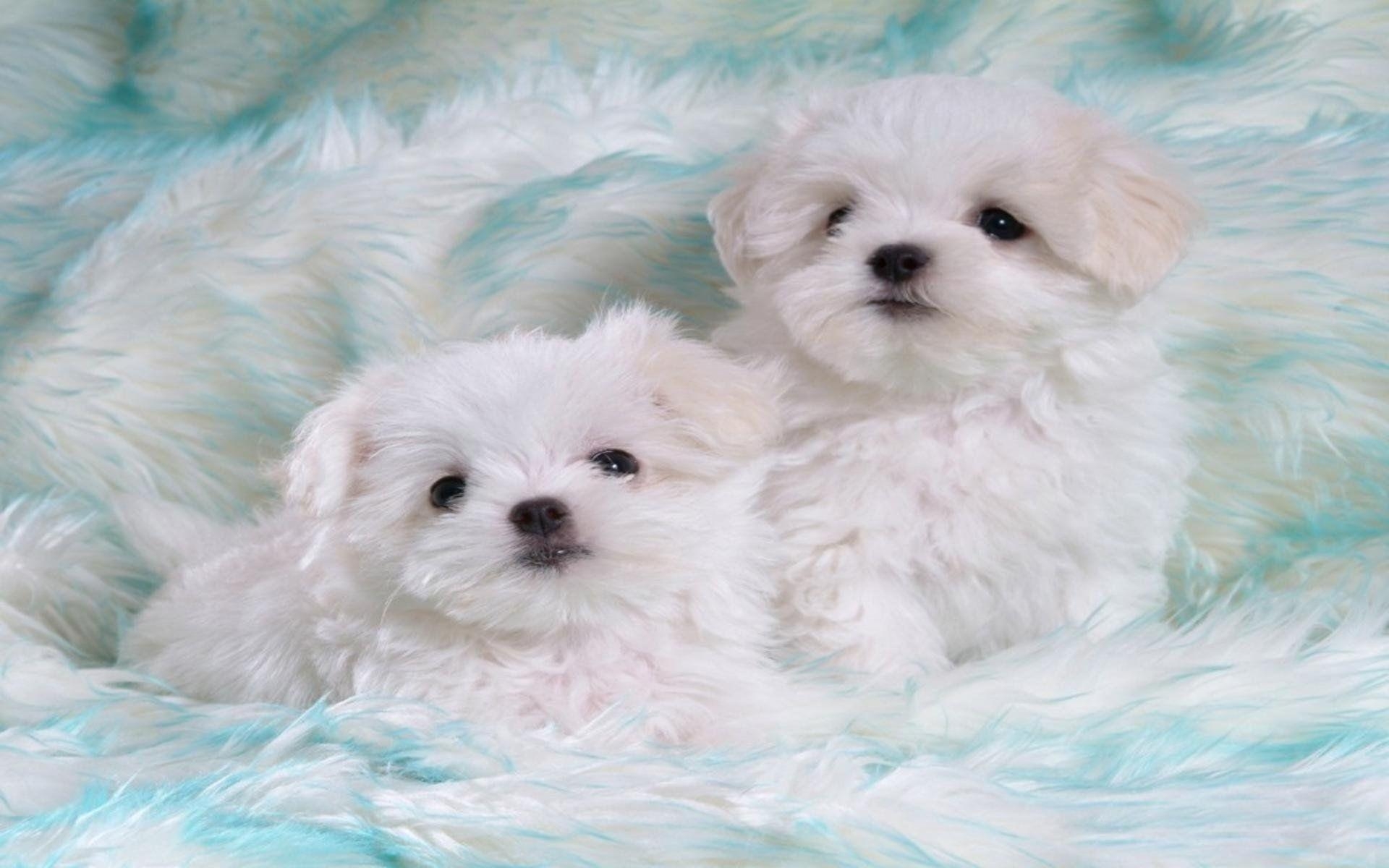 1920x1200 Cute Puppies Wallpaper, Desktop