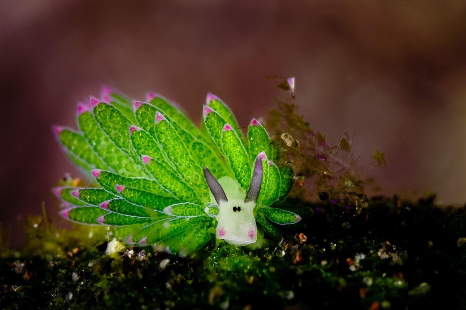 1600x1070 free high resolution wallpaper sea slug. Animal, Desktop