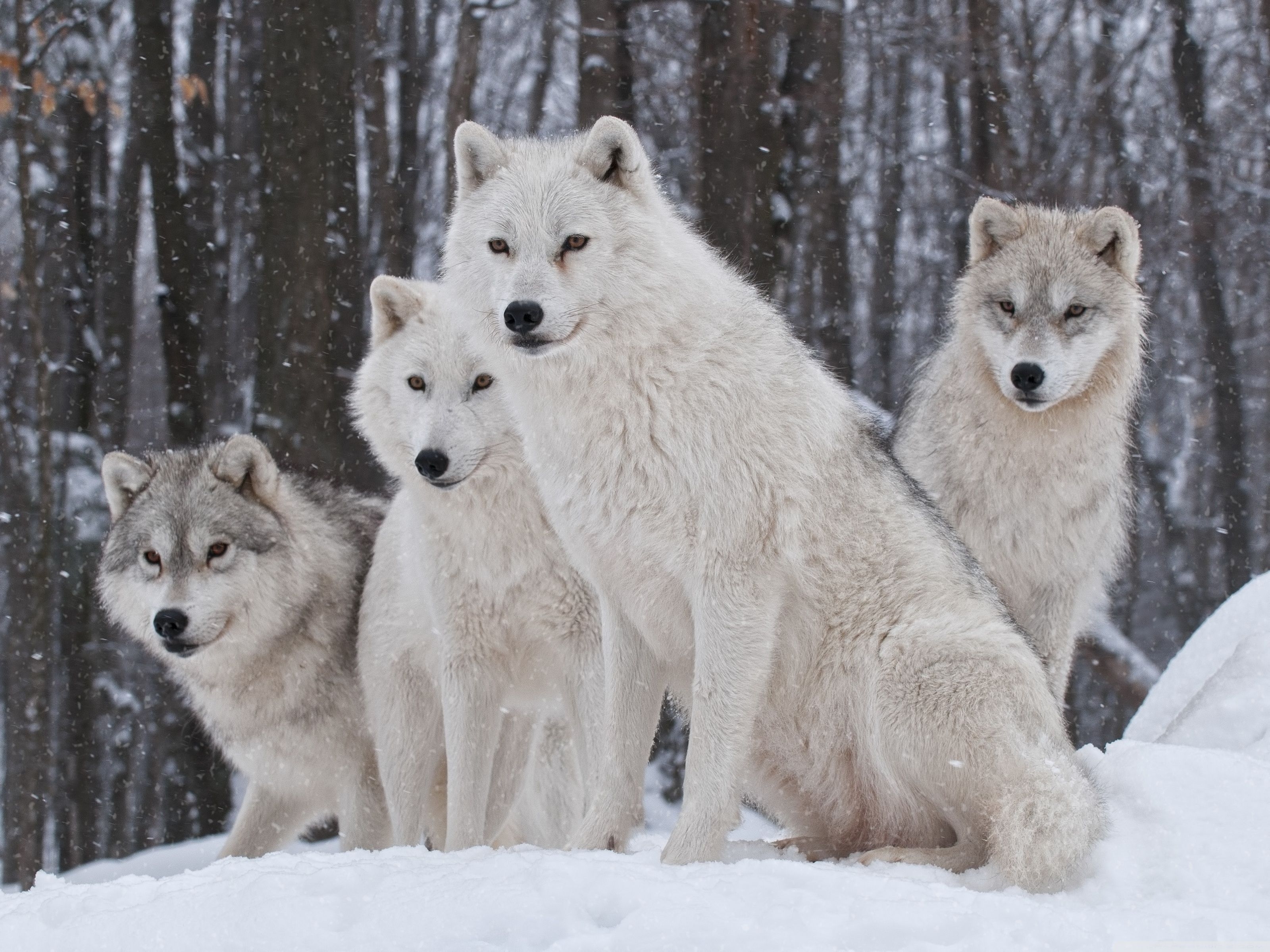 3200x2400 Wolf Pack Wallpaper Free Wolf Pack Background, Desktop