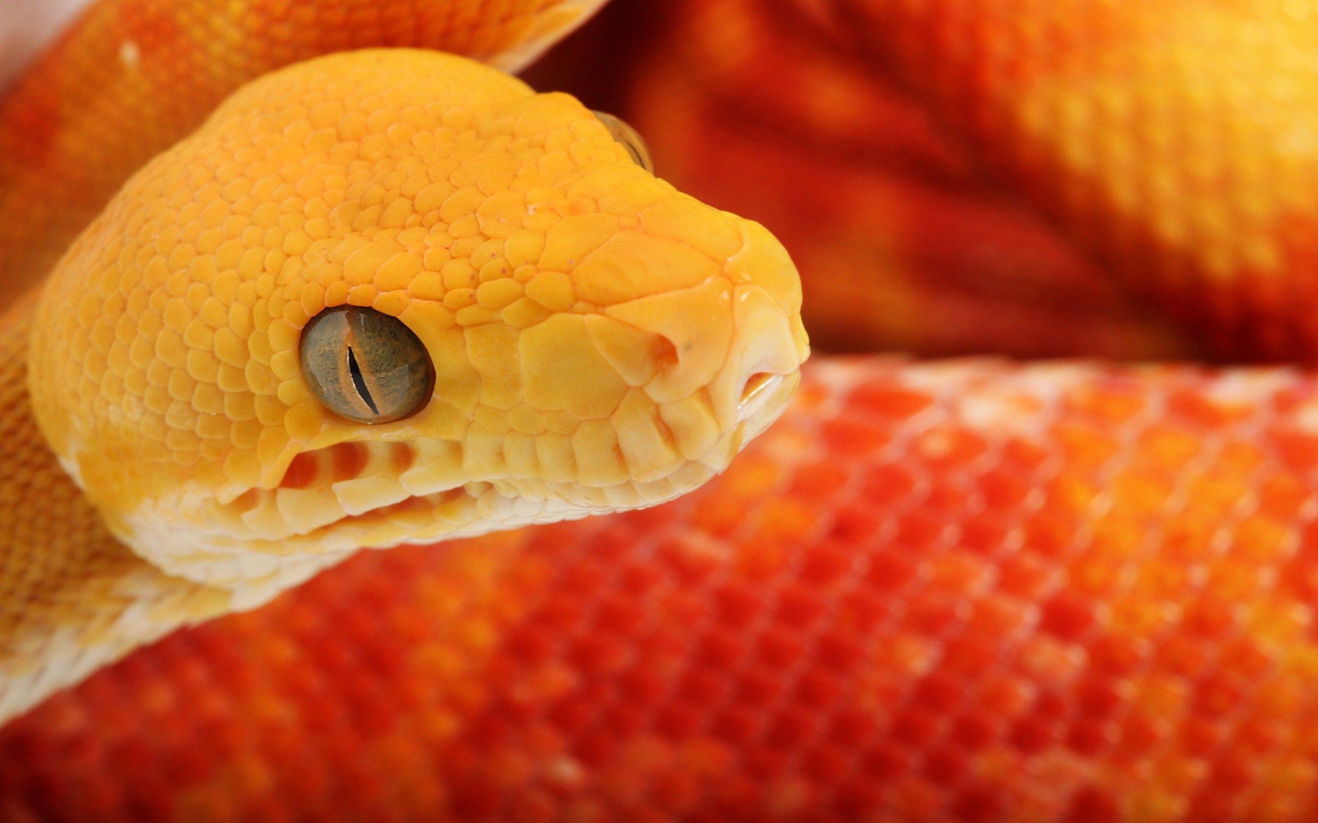 2560x1600 Dangerous Snake Wallpaper 11. hdwallpaper, Desktop