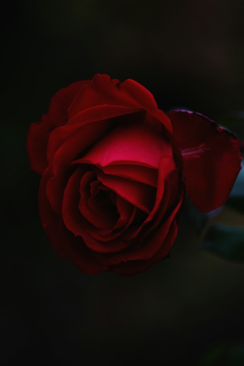 1000x1500 Rose Picture [HD]. Download Free, Phone