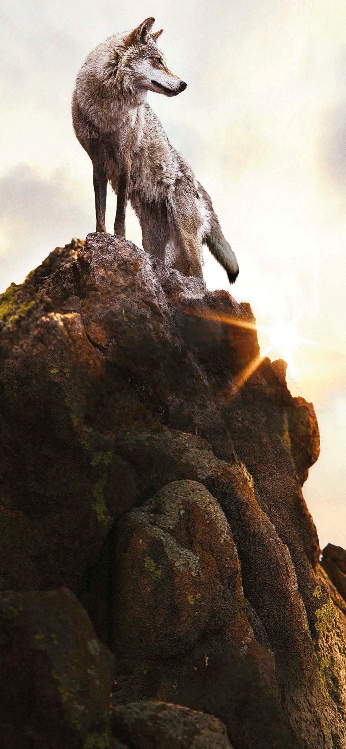 1130x2440 Wolf Wallpaper for iPhone Pro Max, Phone