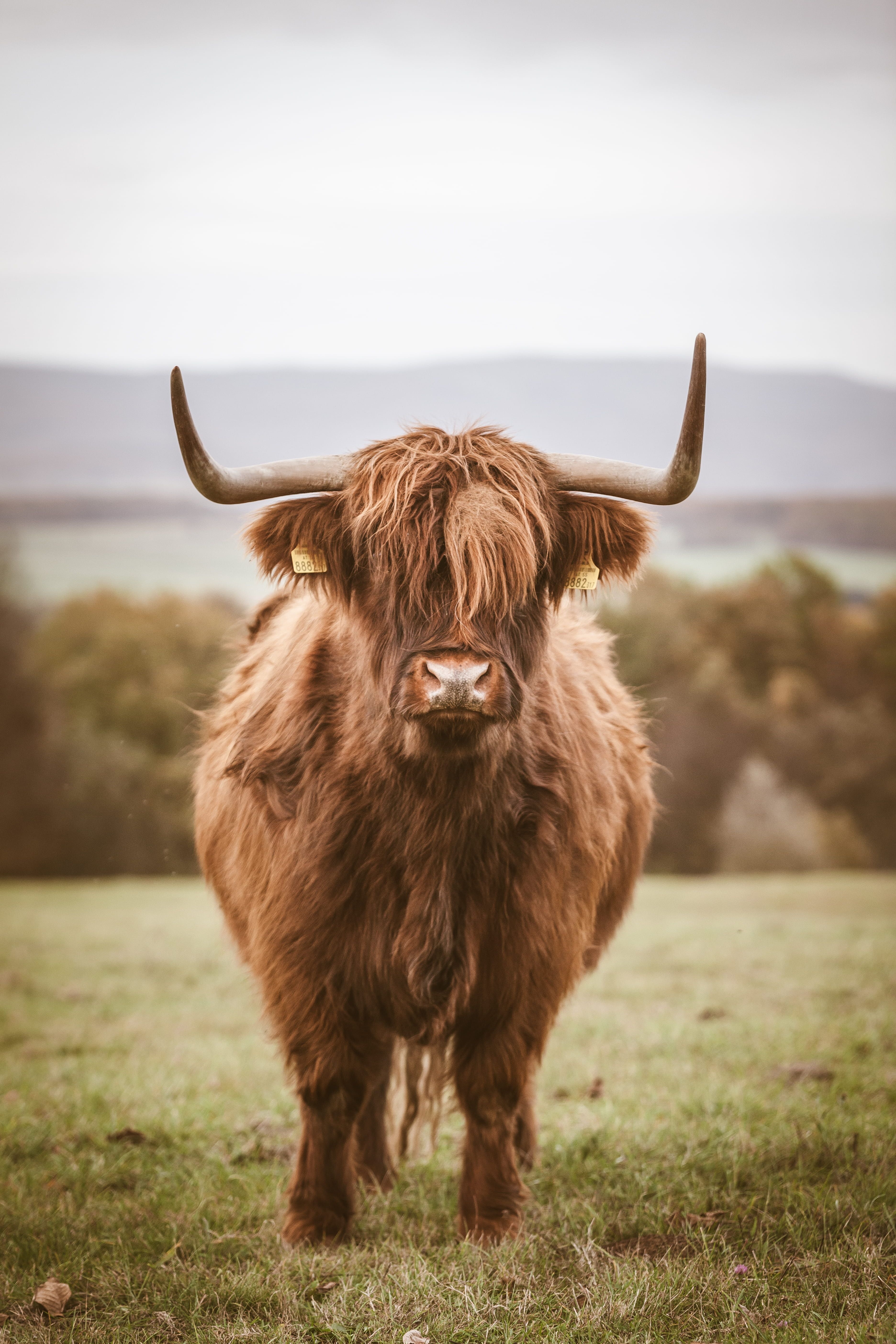 3750x5620 brown yak photo during daytime K #wallpaper #hdwallpaper #desktop. Fluffy cows, Cow wallpaper, Cute baby cow, Phone