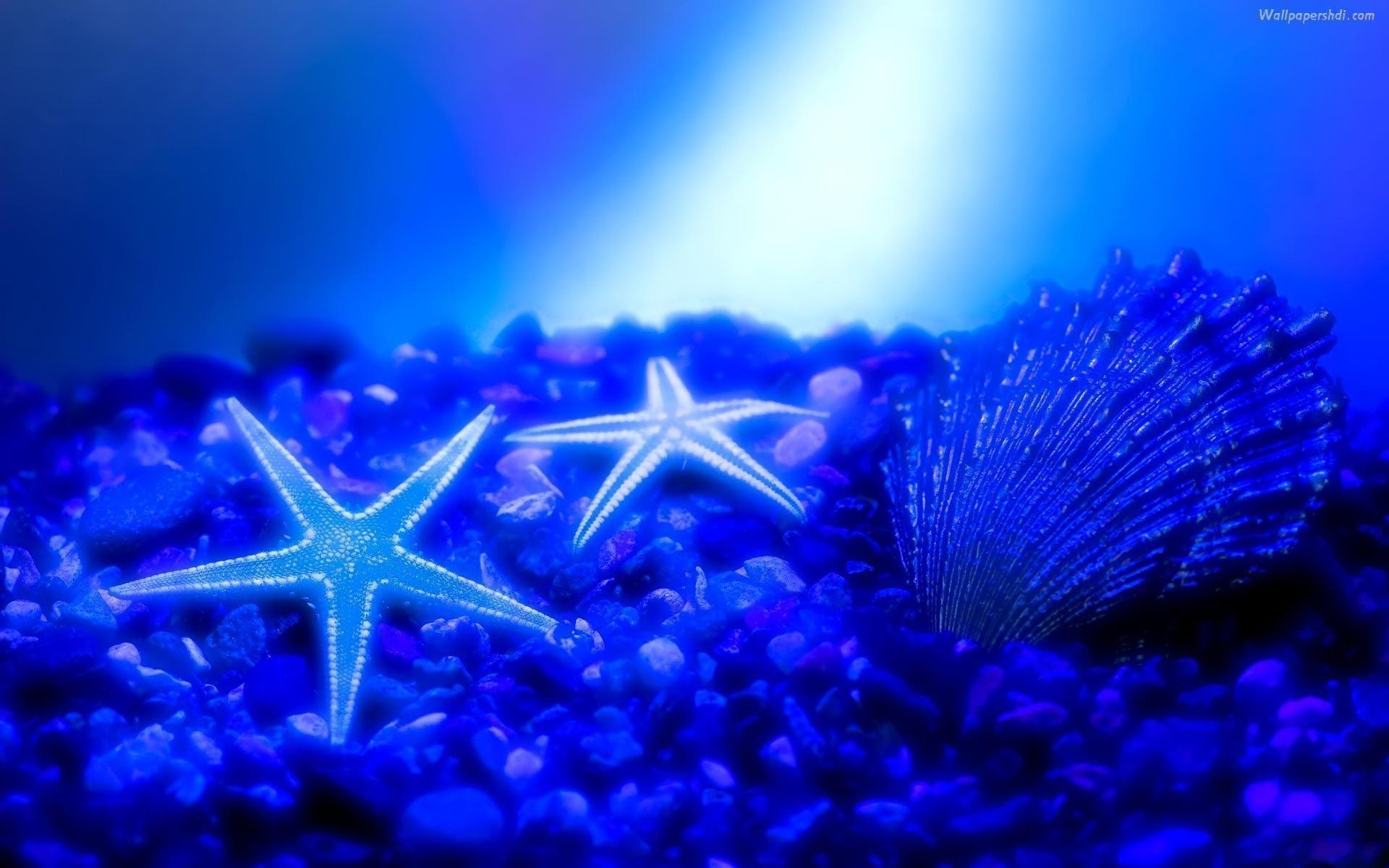 1920x1200 Starfish Wallpaper For iPhone, Desktop