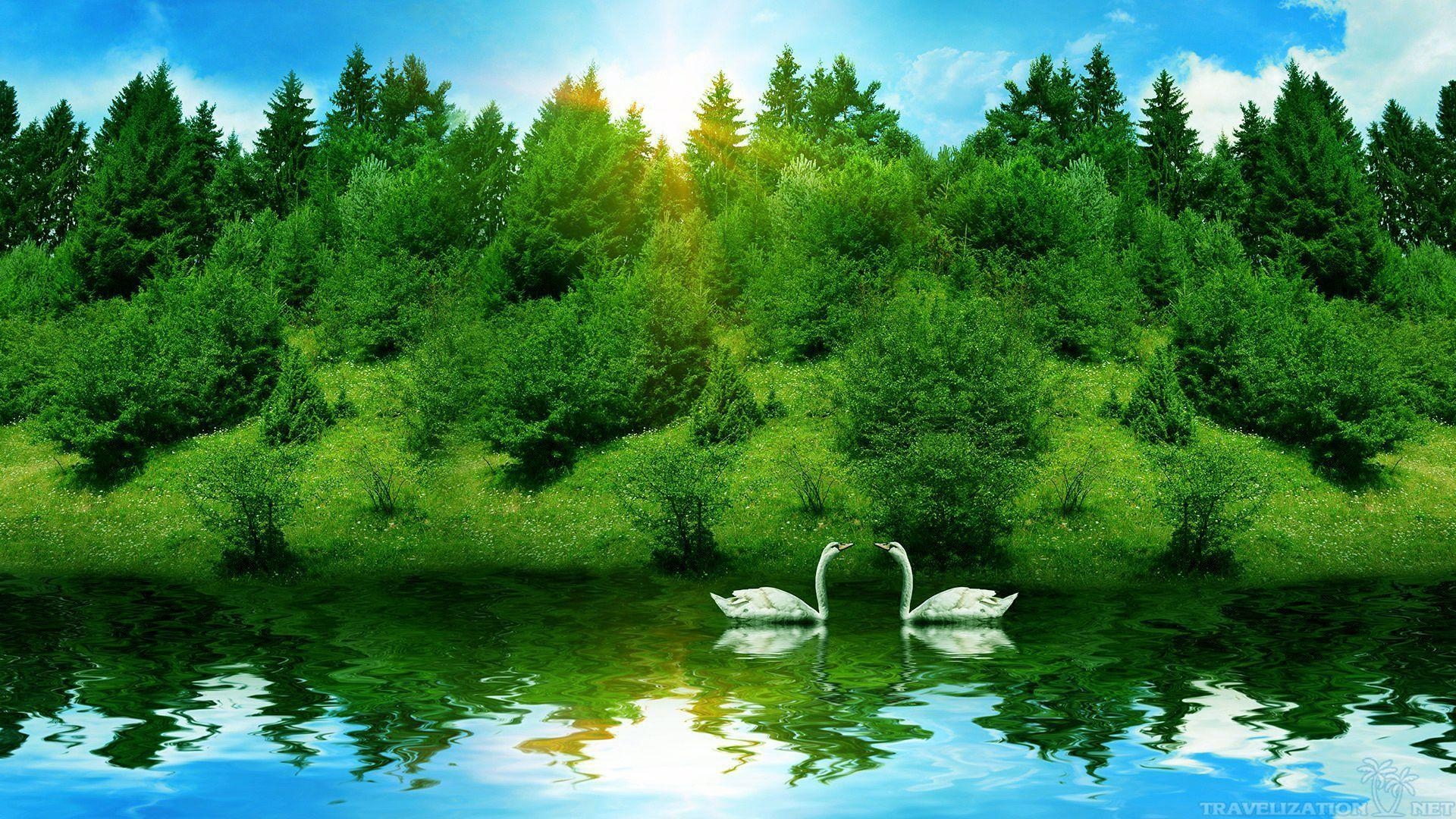 1920x1080 Admirable Beauty of Swan Wallpaper, Desktop