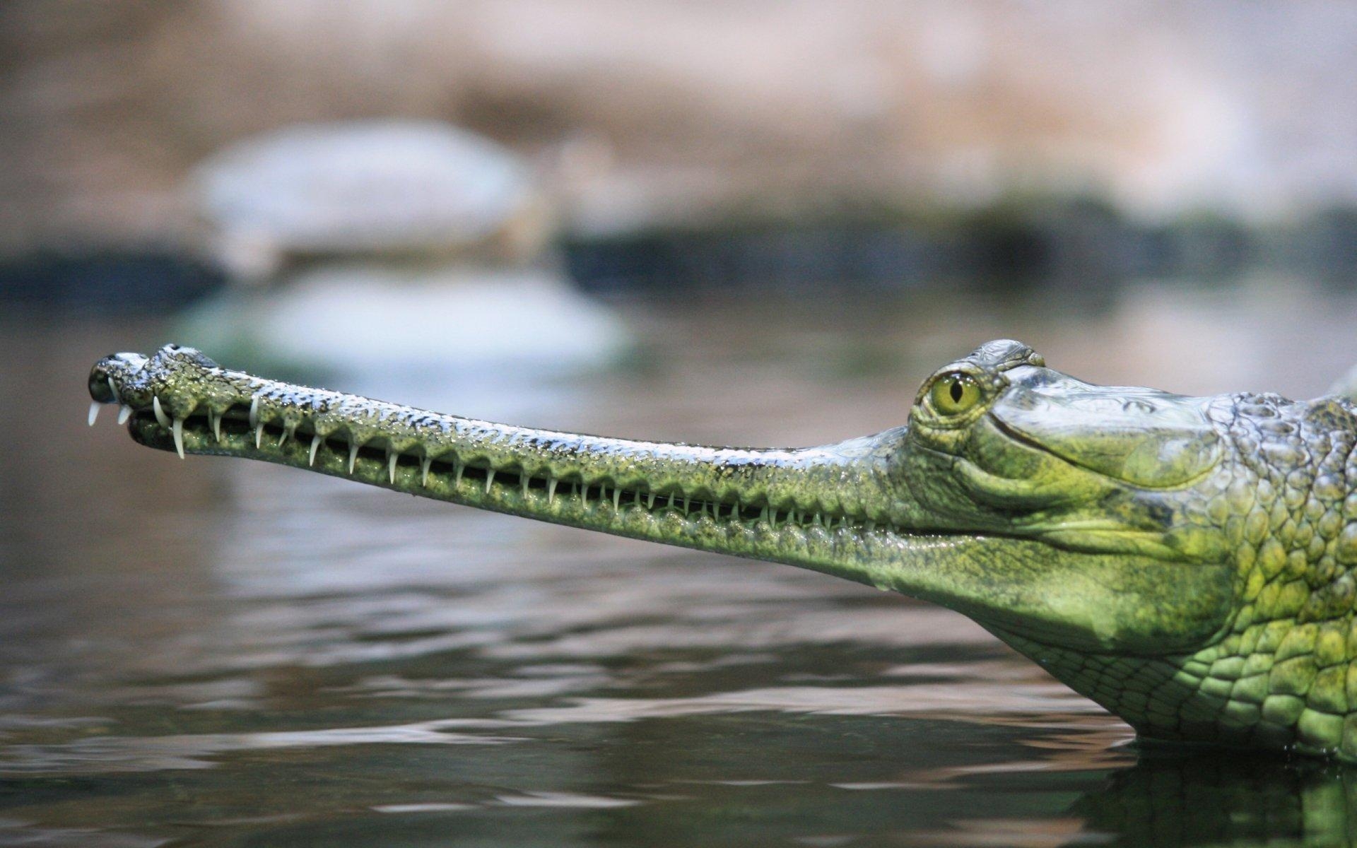 1920x1200 Gharial HD Wallpaper and Background Image, Desktop