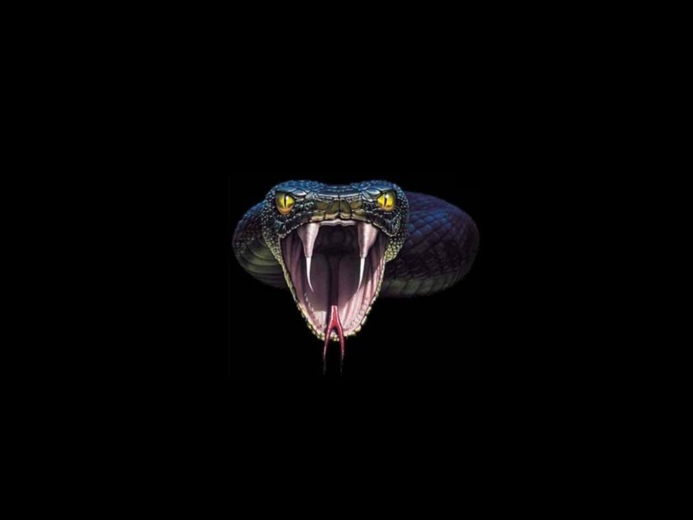 1010x760 Animals For > Cobra Snake Wallpaper, Desktop