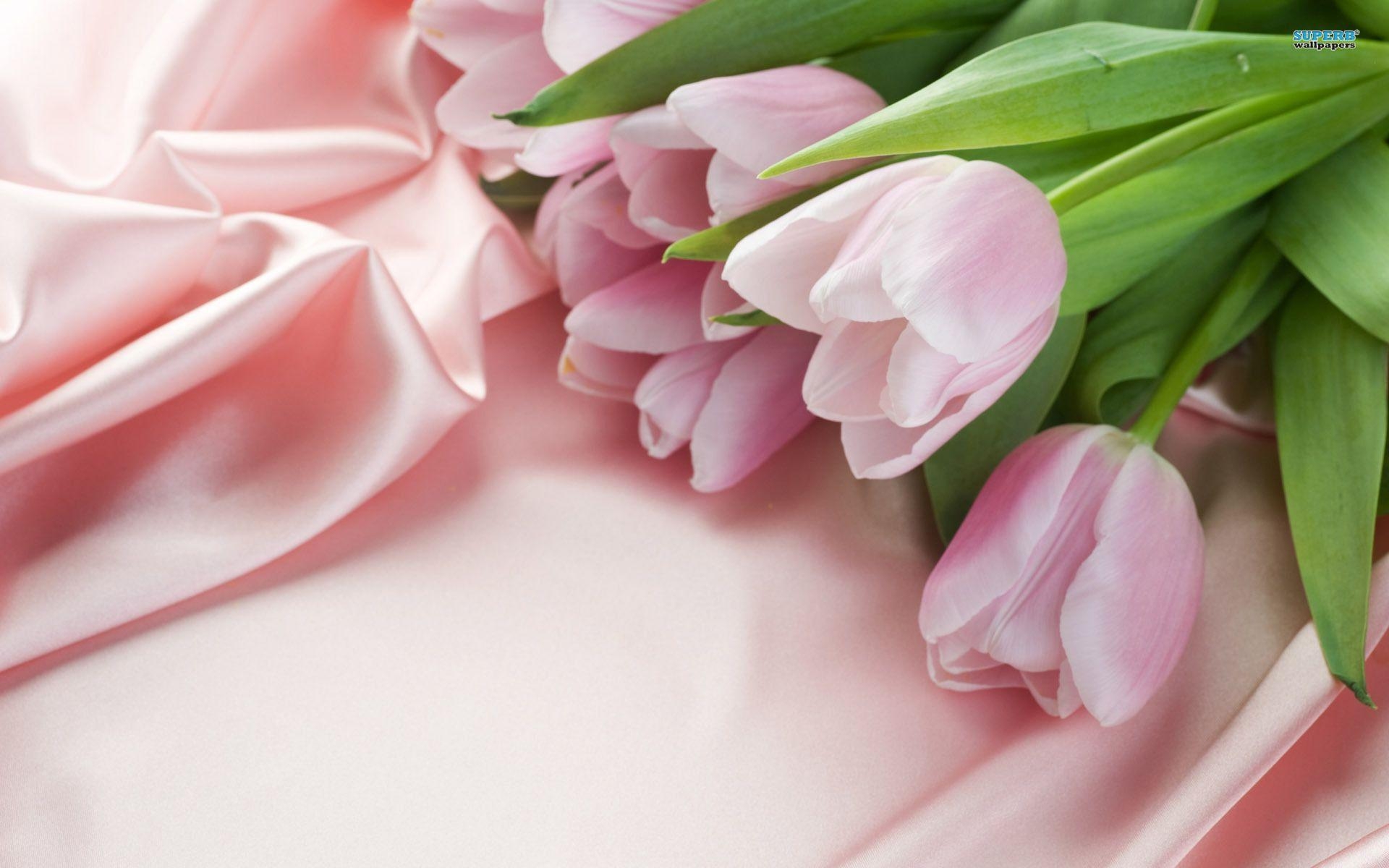 1920x1200 Pink Tulips wallpaper wallpaper - #, Desktop