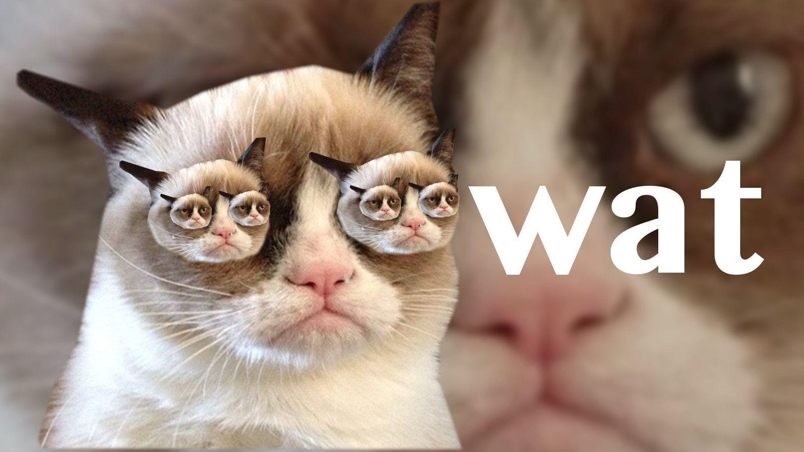 1600x900 Grumpy Cat Desktop Wallpaper, Desktop