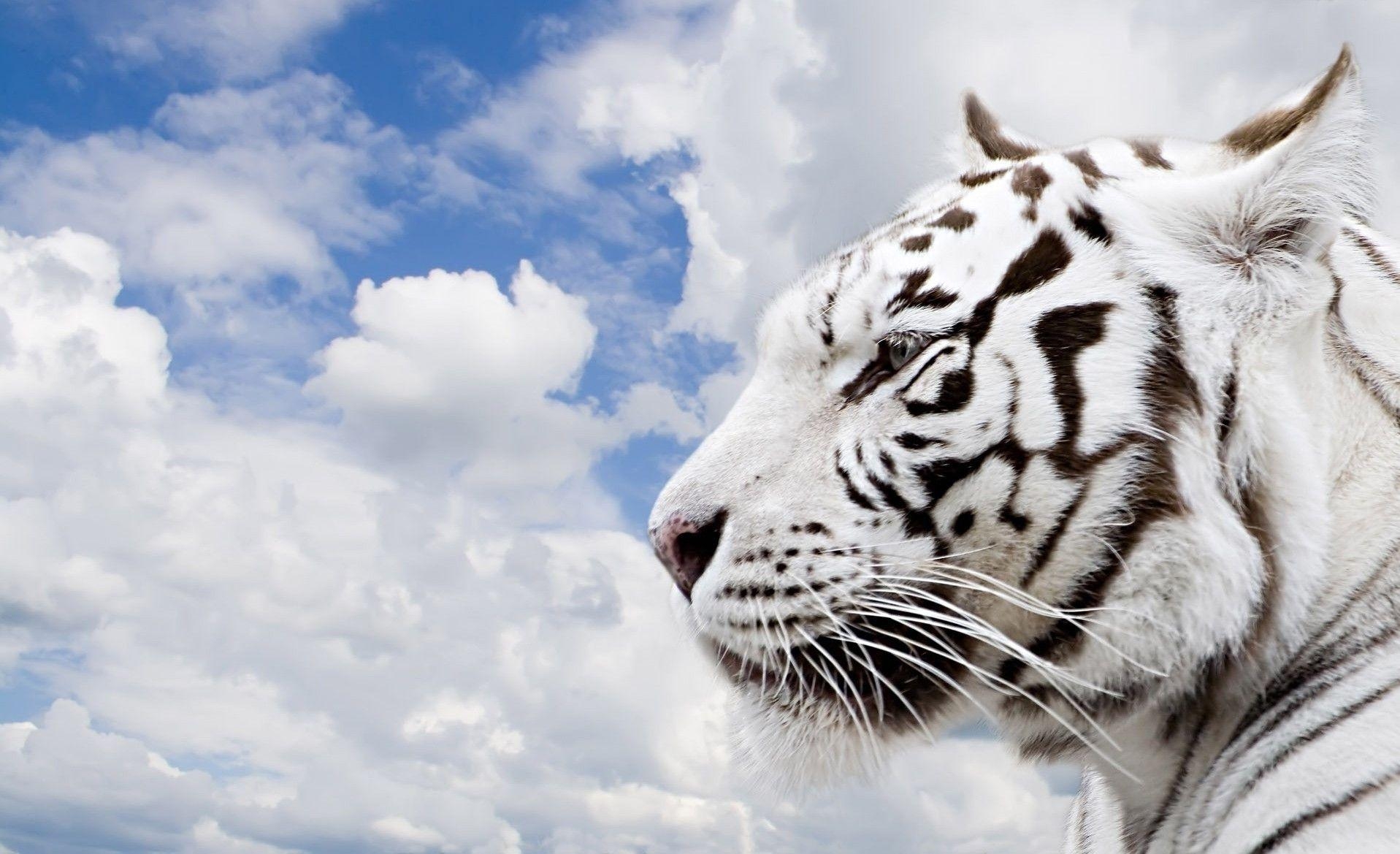 1920x1170 White Tiger Wallpaper: White Tiger HD Wallpaper..Ssofc, Desktop