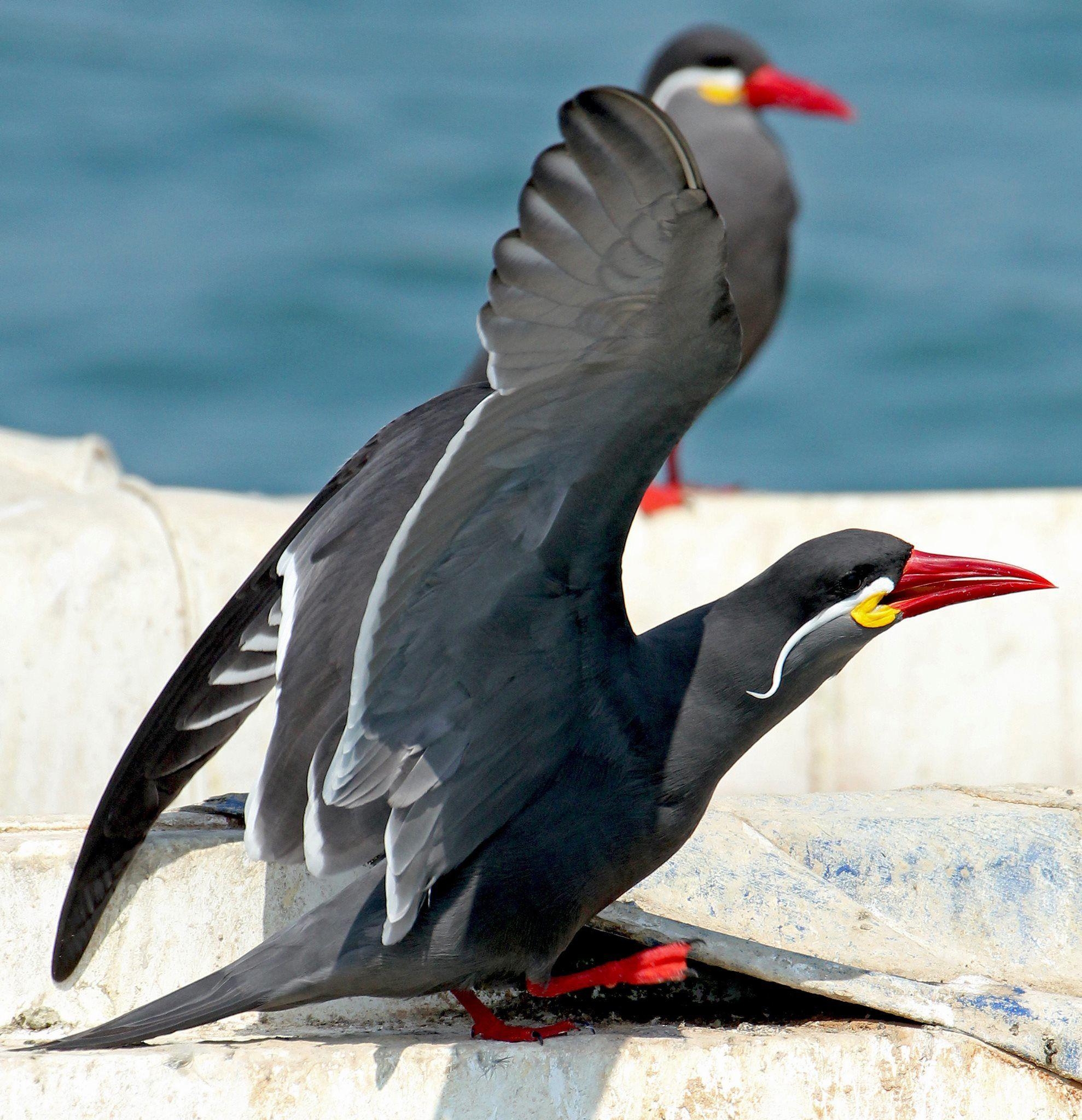 1980x2050 The Inca Tern (Larosterna inca) is a seabird in the family, Phone