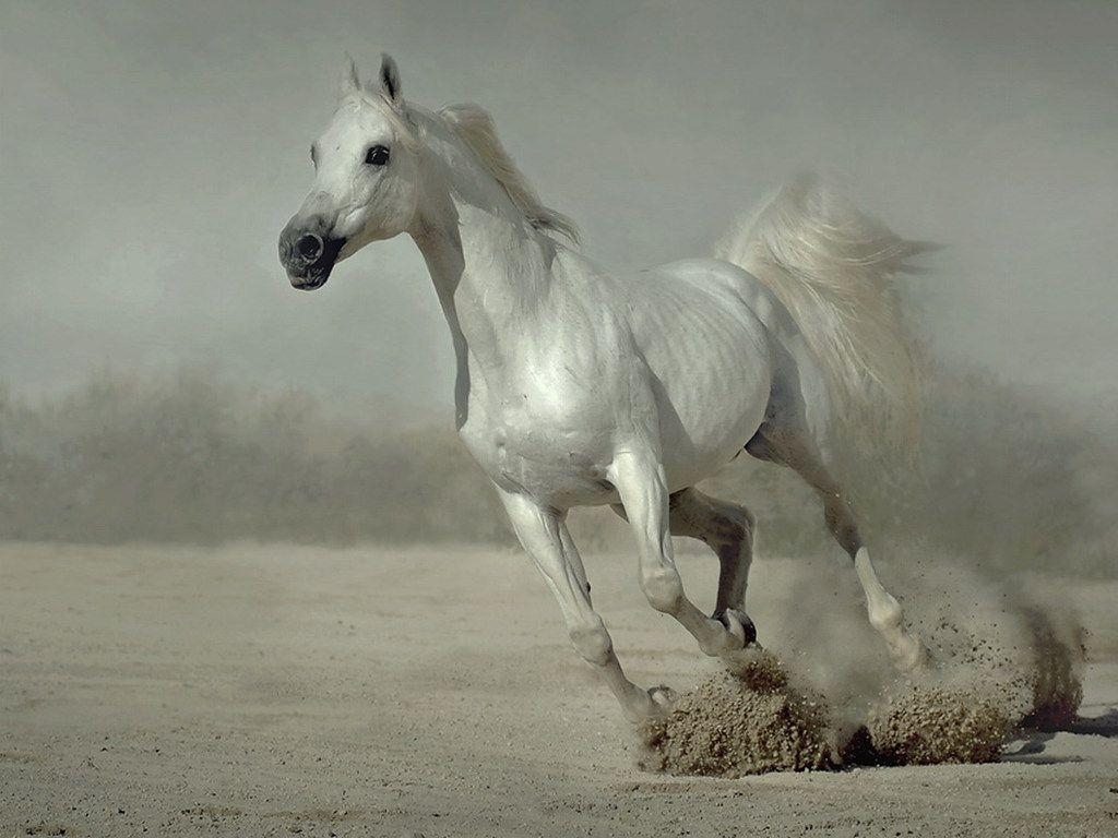 1030x770 image Of Horses. White Running Horse Wallpaper For Desktop, Desktop