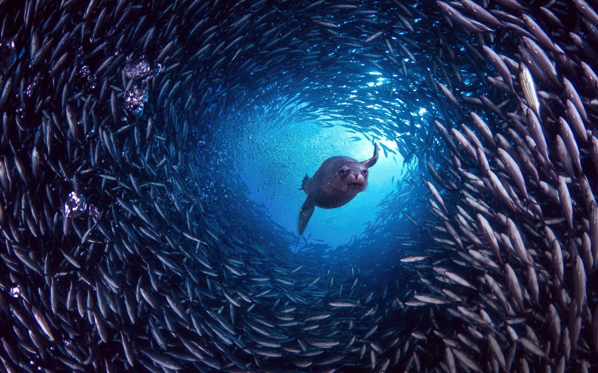 1920x1200 Wallpaper Galapagos Islands, Santa Cruz, sea lion, fish desktop, Desktop