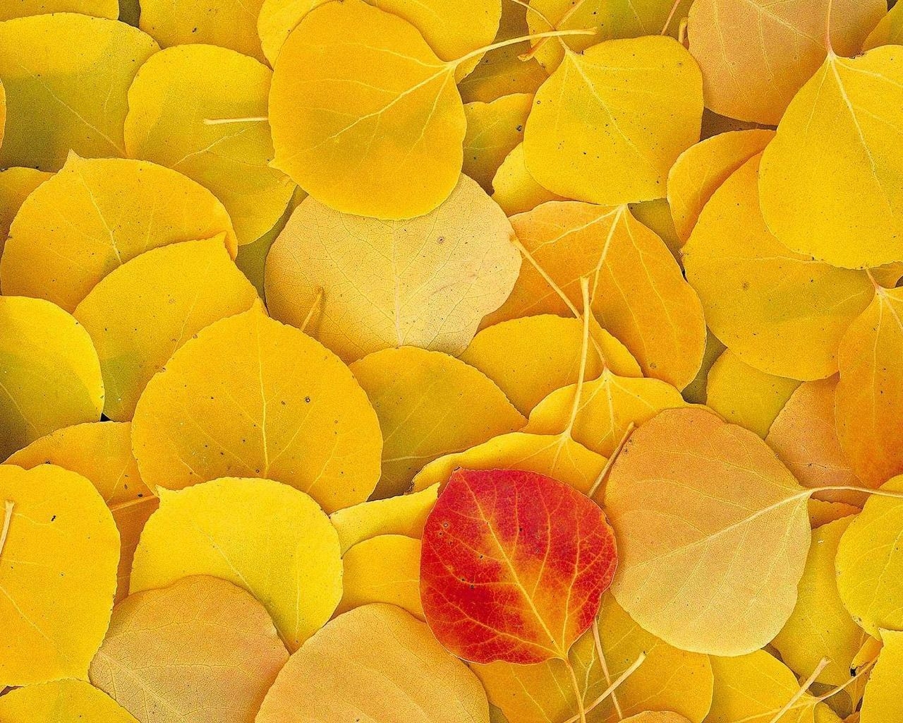 1280x1030 Aspen Leaves Wallpaper Autumn Nature Wallpaper in jpg format for free download, Desktop