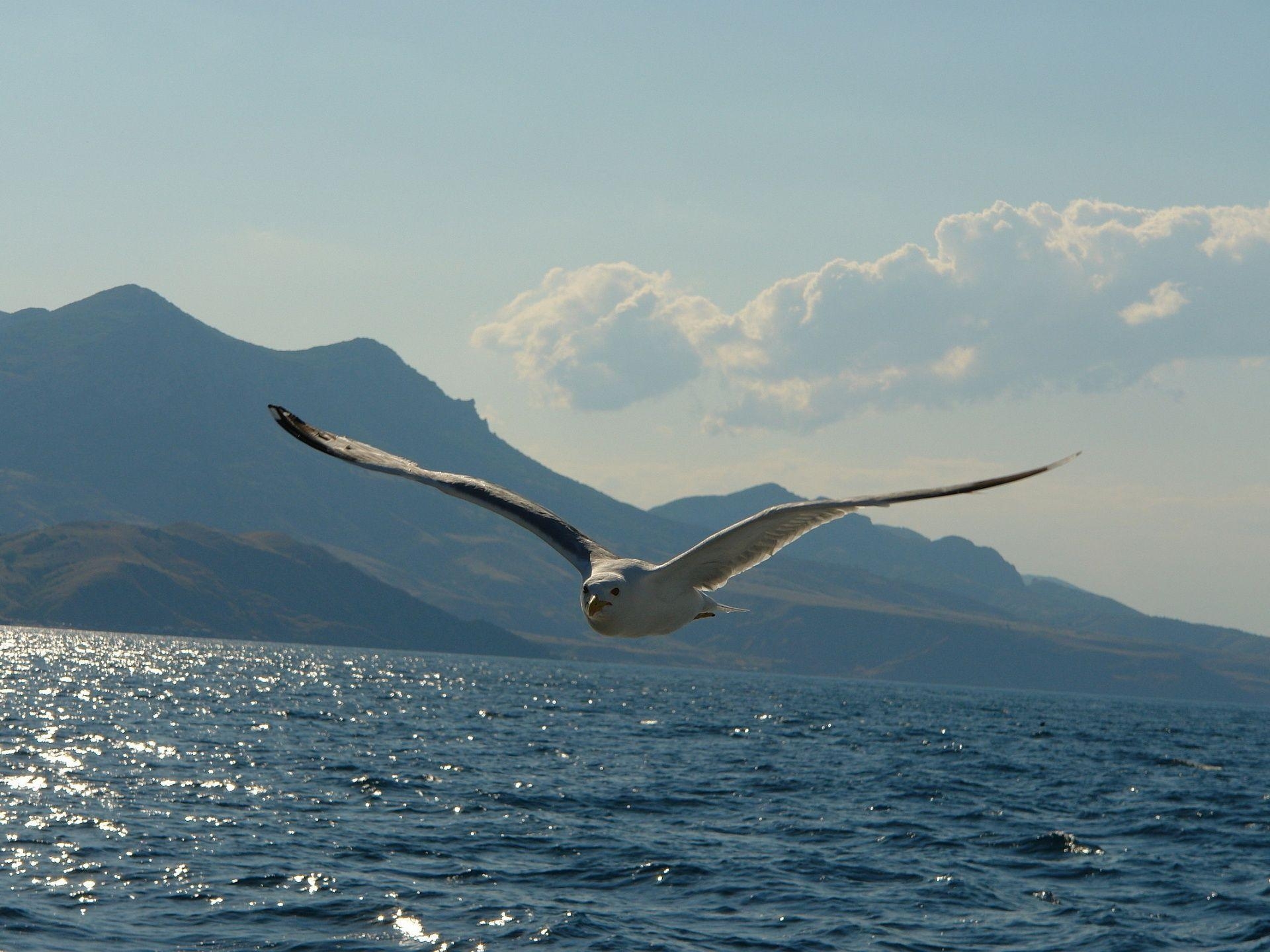 1920x1440 Seagull HD Wallpaper. Seagull Bird Photo, Desktop