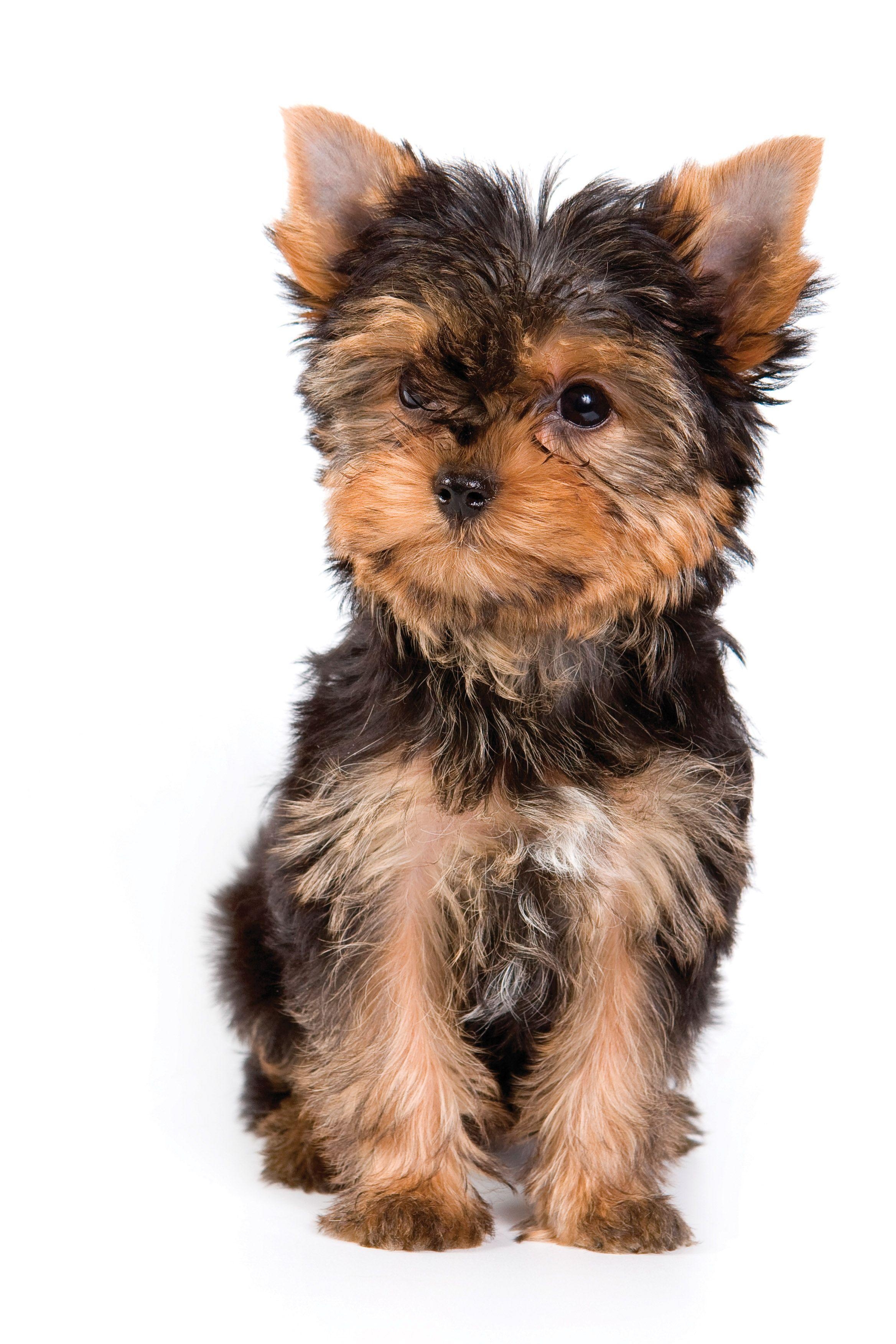 2340x3510 Gallery For > Yorkie Wallpaper, Phone