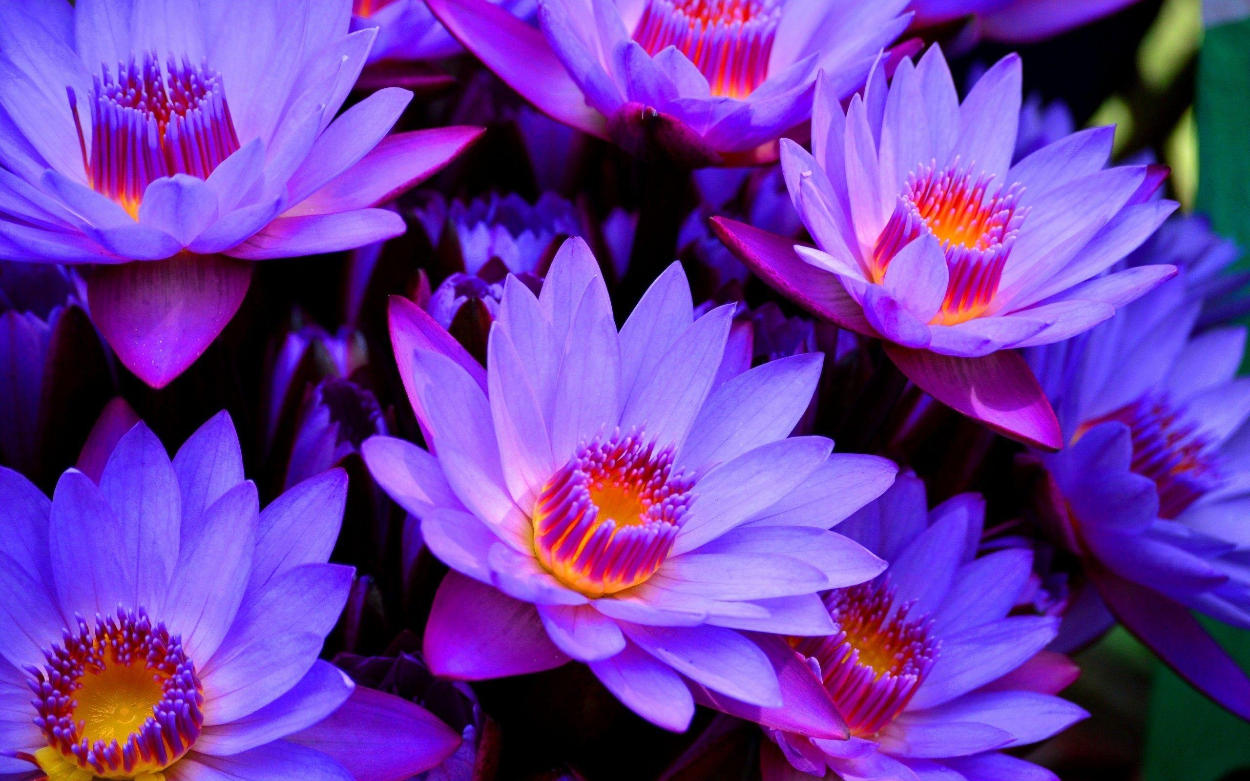 2560x1600 Purple Lotus Flower Wallpaper Picture with High Definition Wallpaper, Desktop