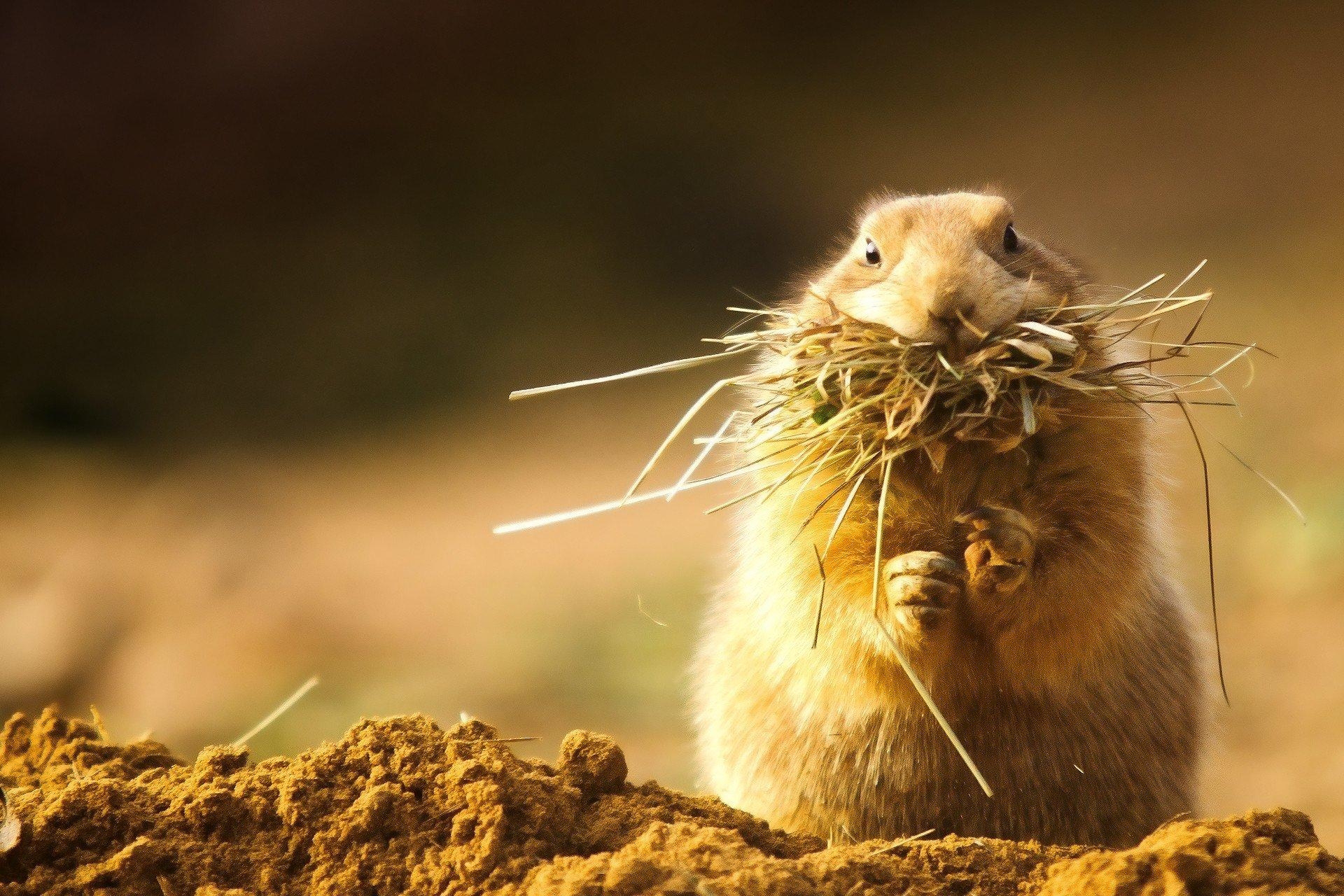 1920x1280 Gopher HD Wallpaper, Desktop