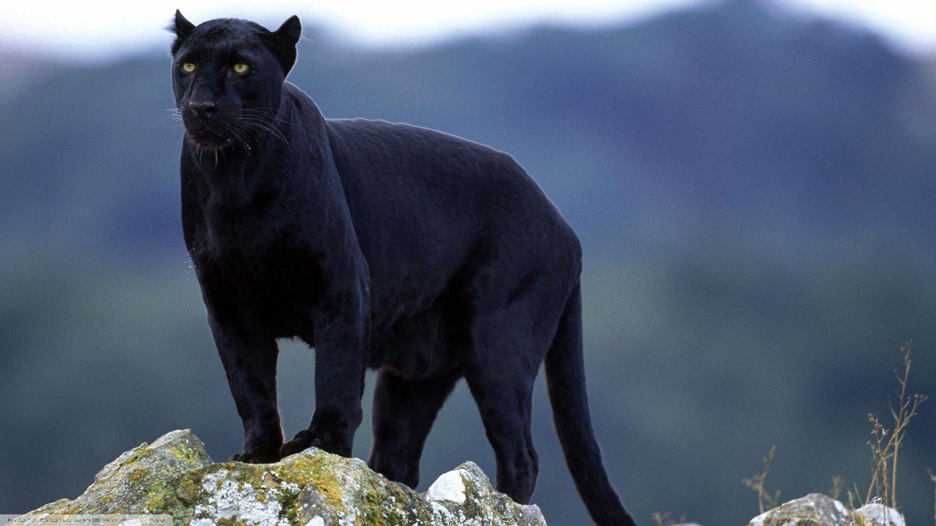 1920x1080 Wallpaper, animals, nature, wildlife, big cats, Black Panther, Desktop