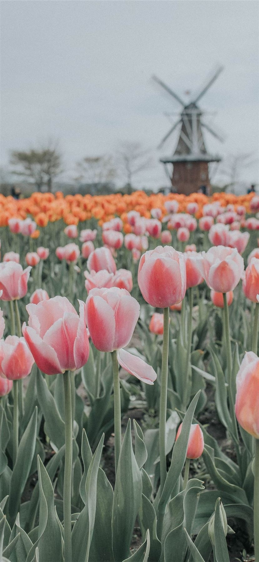 830x1800 Free download Tulip Fields of Netherlands iPhone 11 Wallpaper Free Download [1125x2436] for your Desktop, Mobile & Tablet. Explore Tulip Farm Wallpaper. Pink Tulip Wallpaper, Tulip Flower Wallpaper, Red Tulip Wallpaper, Phone