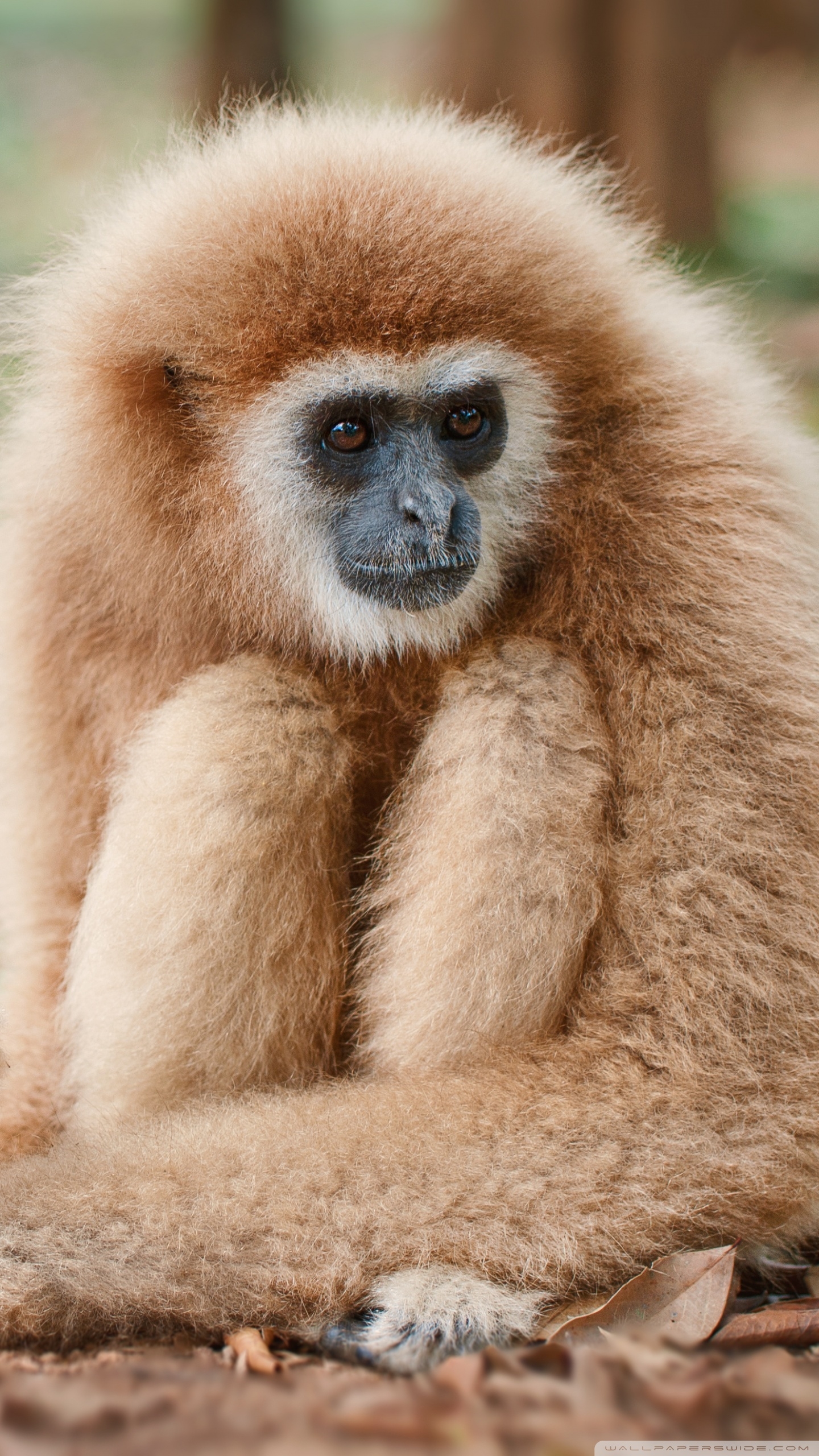 1440x2560 Lar Gibbon Primate Ultra HD Desktop Background Wallpaper, Phone