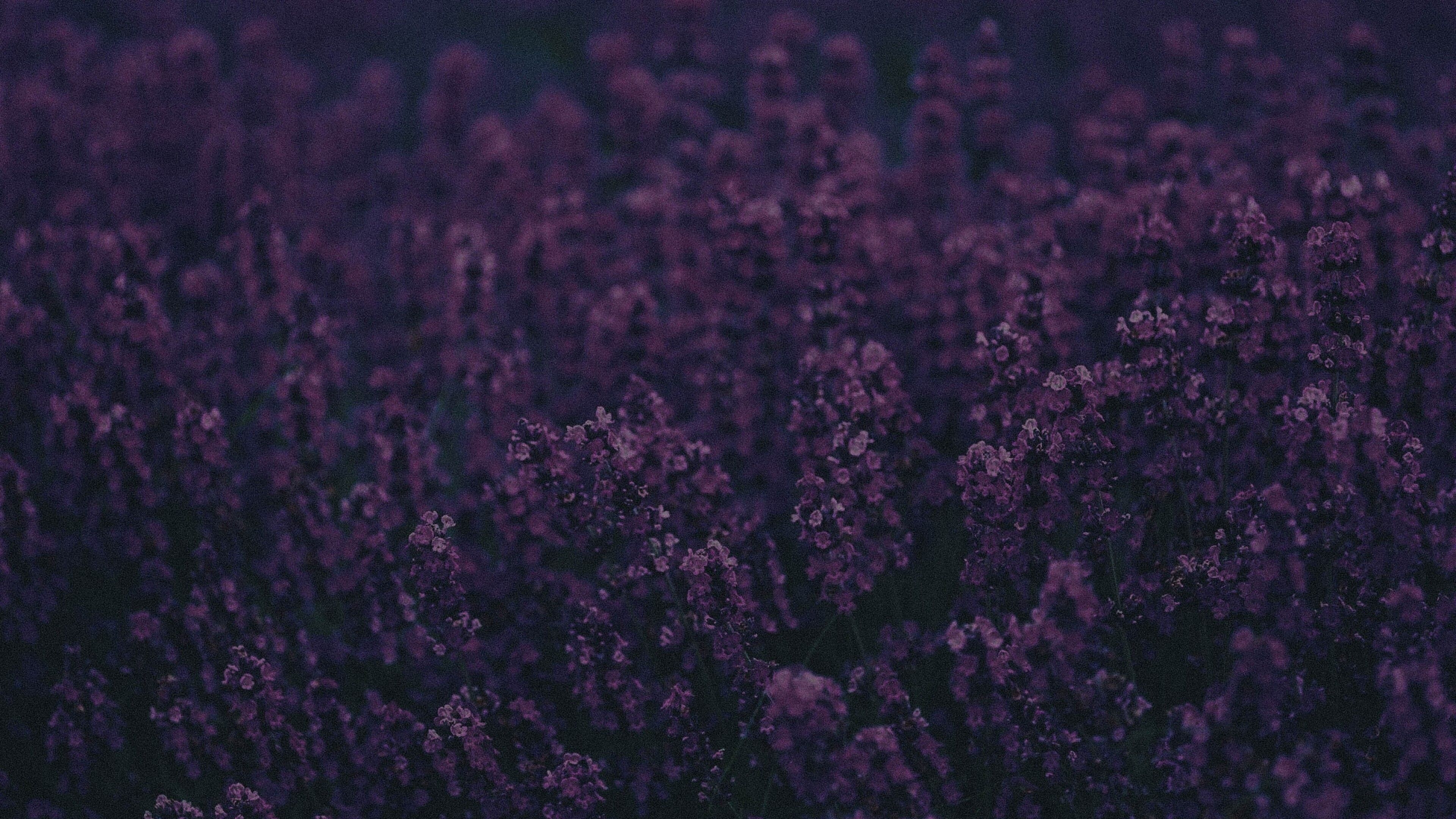 3840x2160 Lavender 4k HD 4k Wallpaper, Image, Background, Photo and Picture, Desktop