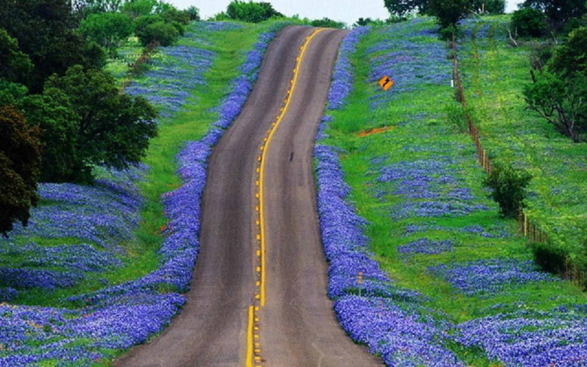 1920x1200 Texas Bluebonnet Wallpaper, Desktop