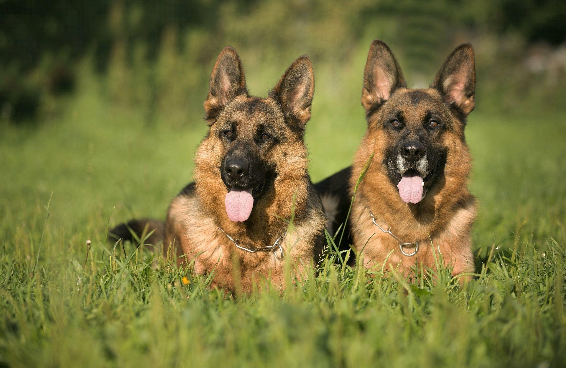 1920x1250 Police german shepherd wallpaper, Desktop