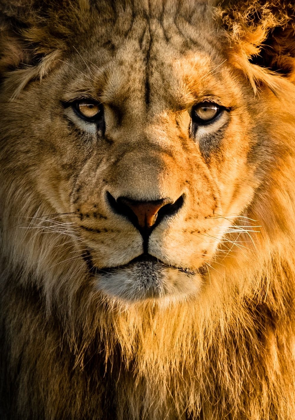 1000x1430 Lion Wallpaper: Free HD Download [HQ], Phone