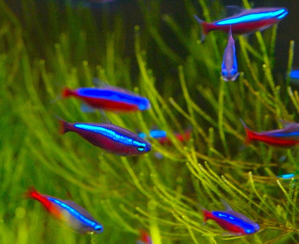 1030x840 Neon Tetra Fish Facts, Care, Disease, Breeding, Tank Mates, Desktop