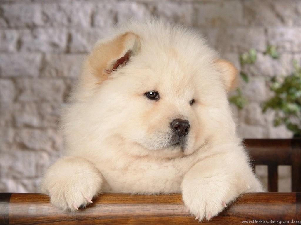 1030x770 Chow Chow Android Wallpaper Desktop Background, Desktop