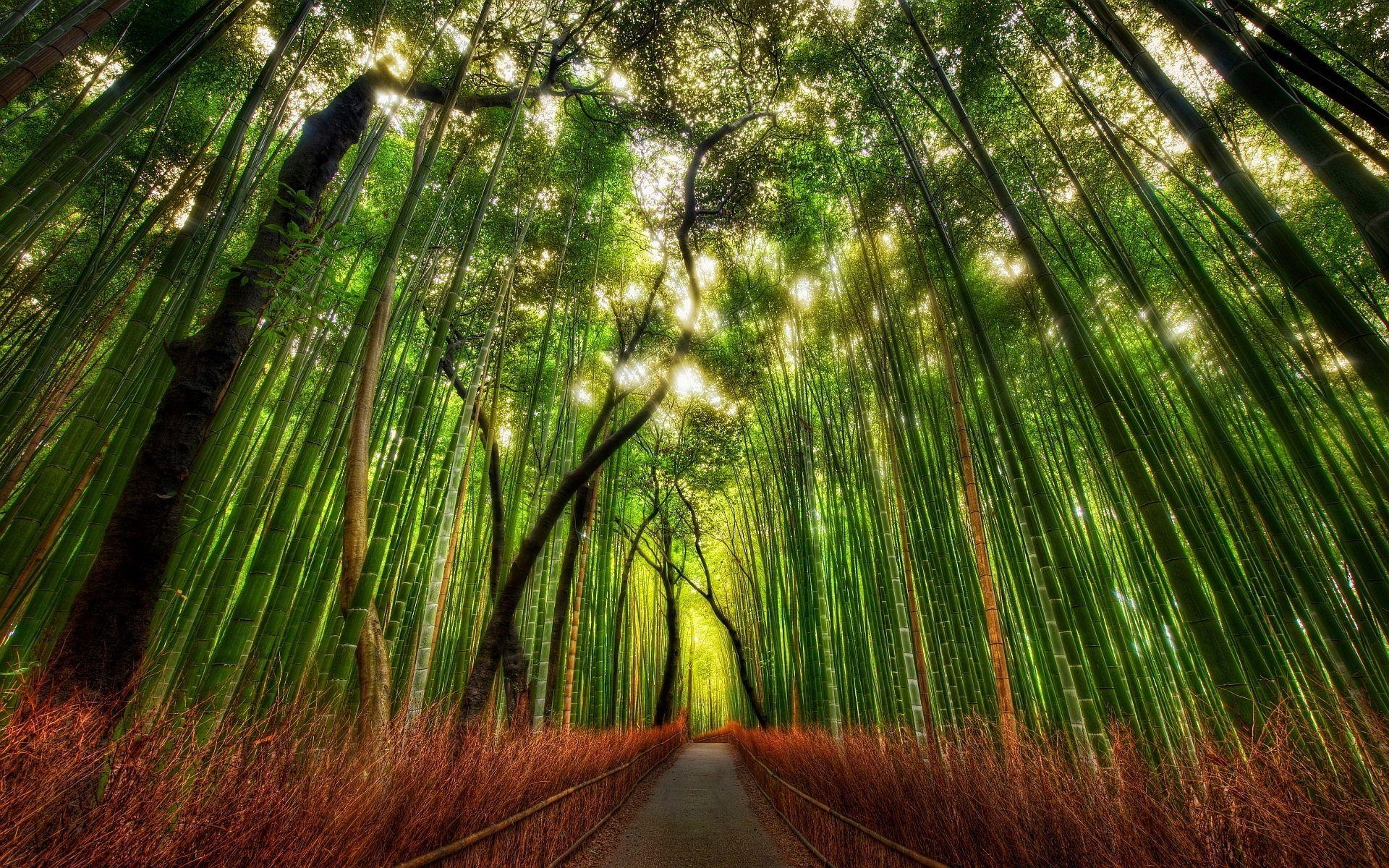 1920x1200 Bamboo Forest Arashiyama, Kyoto. Japan. Bamboo, Desktop