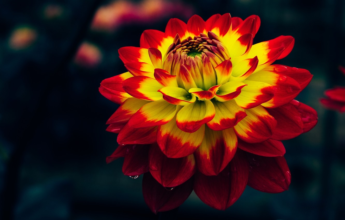 1340x850 Wallpaper Flower, Macro, The Dark Background, Two Tone, Dahlia, Bright, Yellow Red Image For Desktop, Section цветы, Desktop