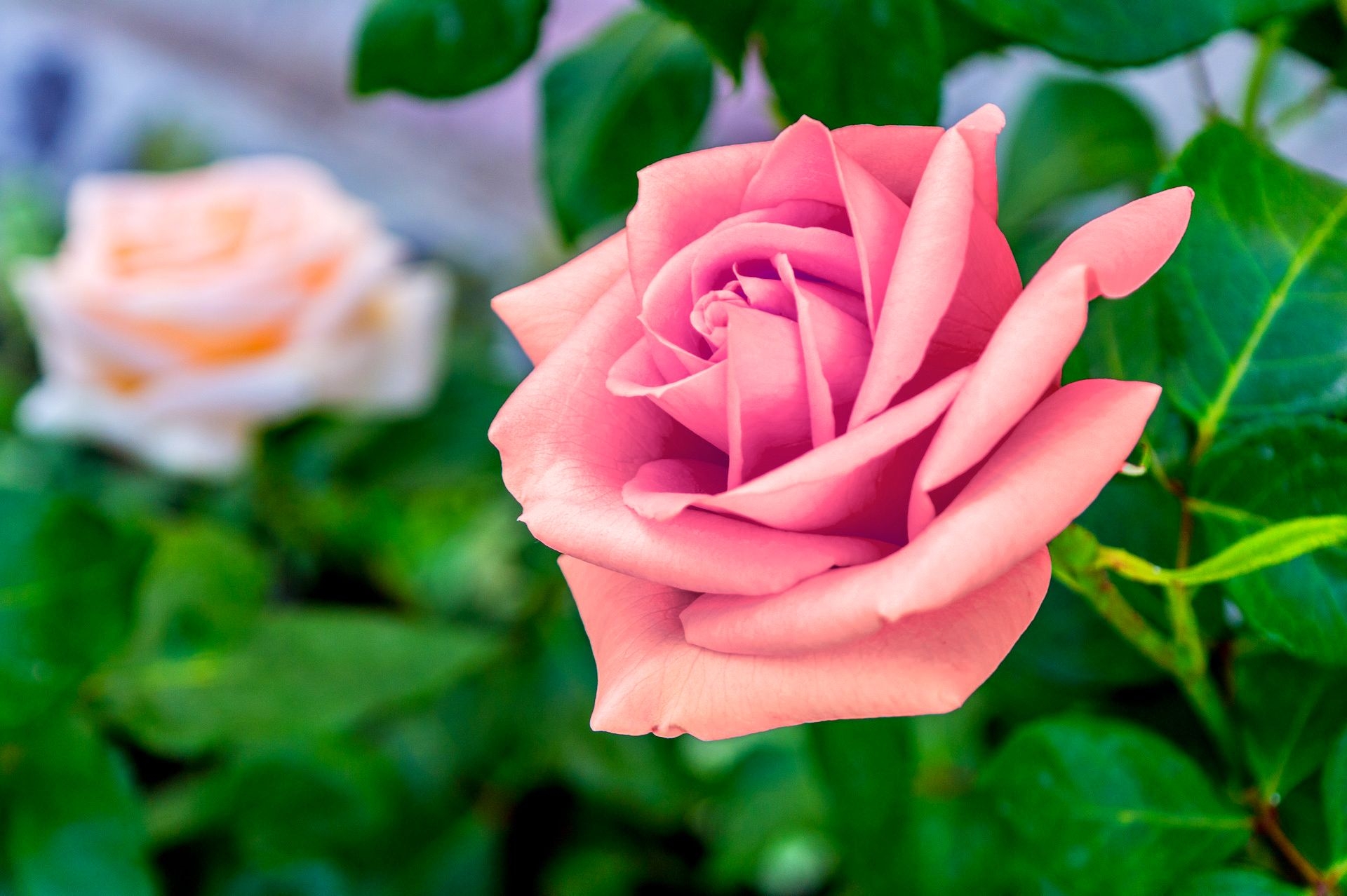 1920x1280 Pink Rose Background, HD Pink Rose, Desktop