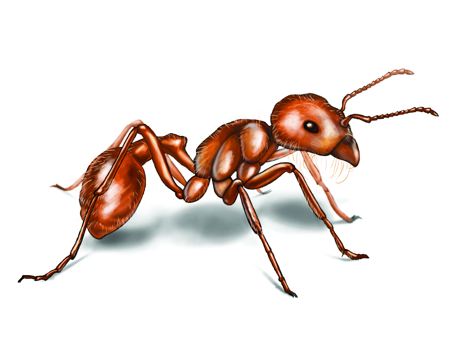 1500x1200 Ants HD Wallpaper, Desktop