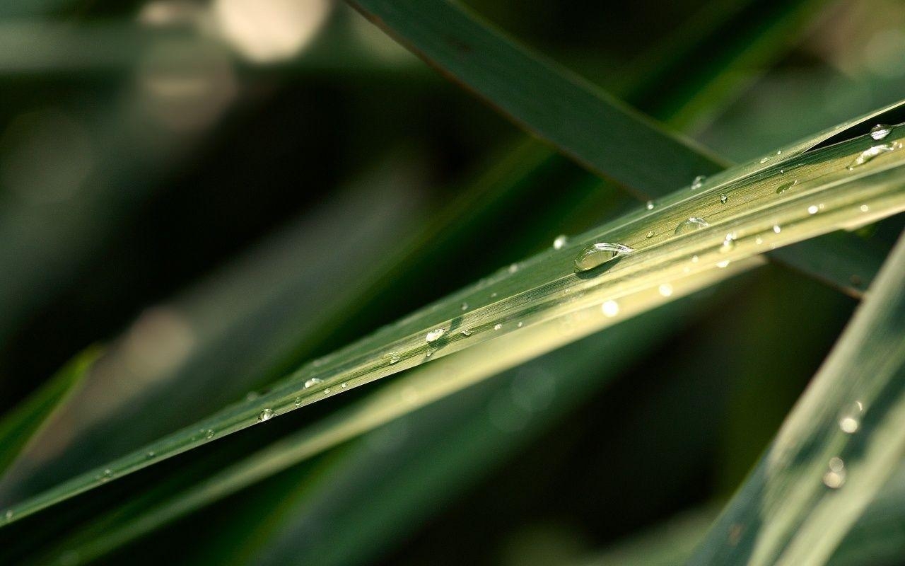 1280x800 Sugarcane Wallpaper, Desktop