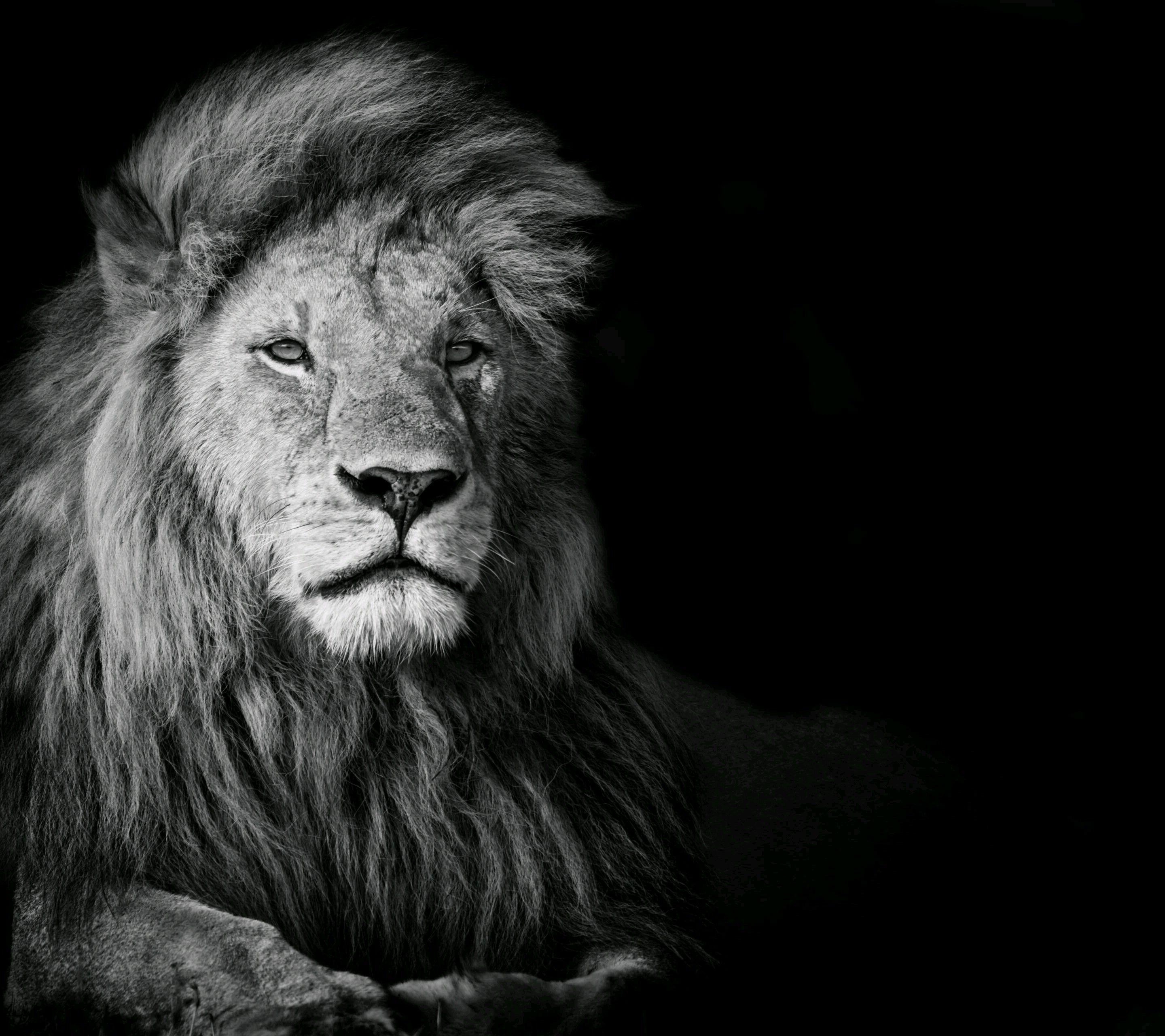 2880x2560 Black And White Lion Wallpaper, Desktop