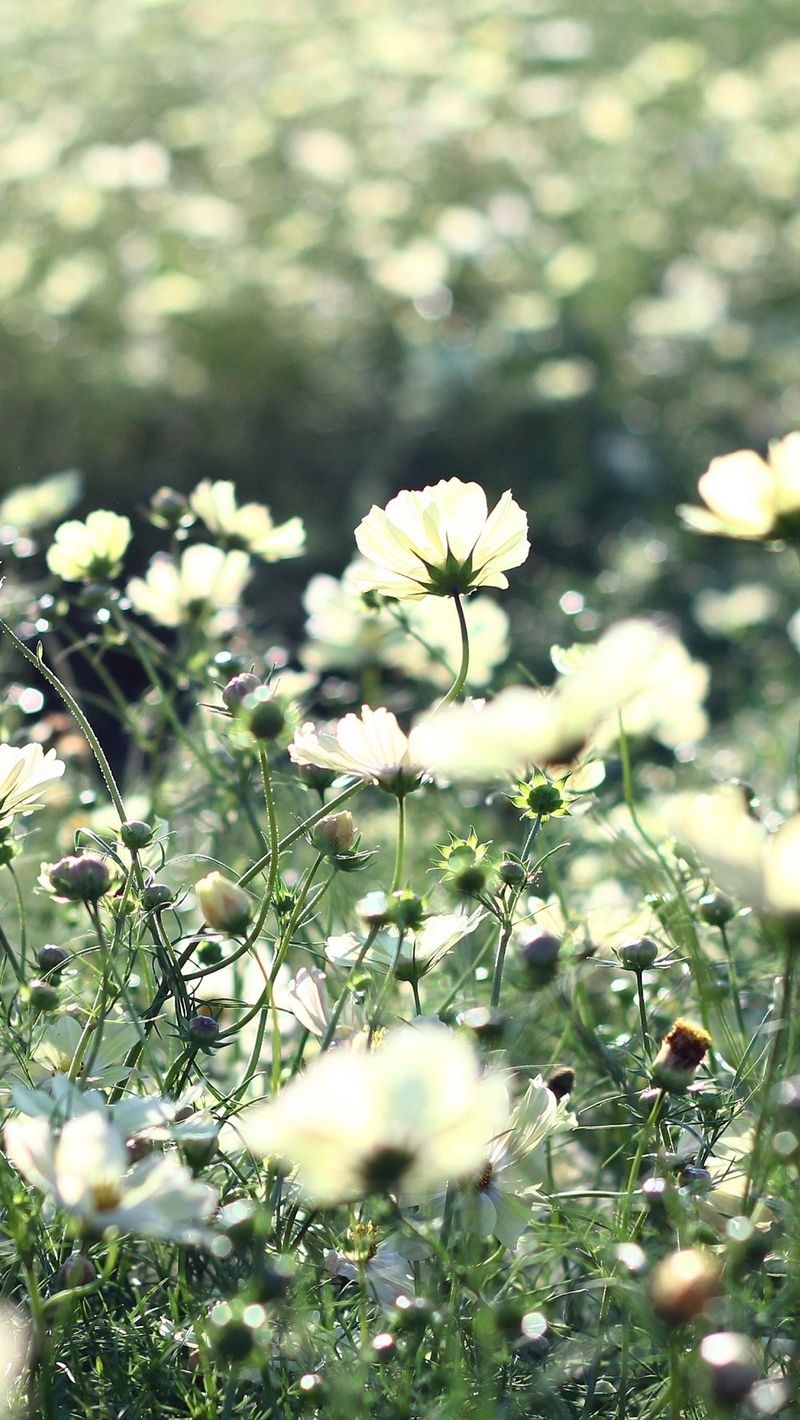 800x1420 Download wallpaper  cosmos, flowers, field, grass iphone, Phone