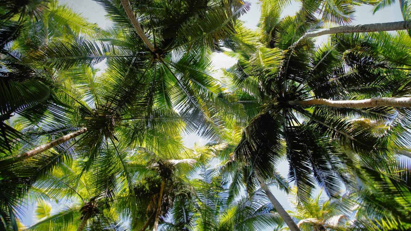 1370x770 Palm trees over Maho Bay, Virgin Islands National Park wallpaper, Desktop