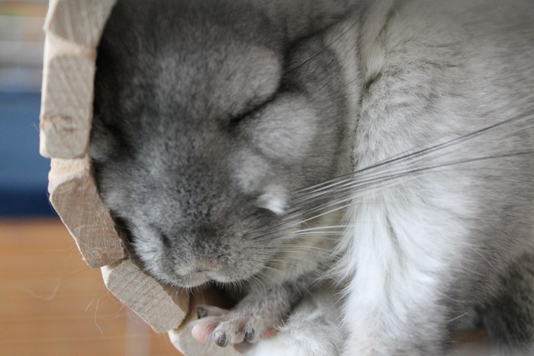 1710x1140 Chinchilla, Sleep, Lie, Fluffy, Hd, Wallpaper, HD Image, iPhone, Desktop